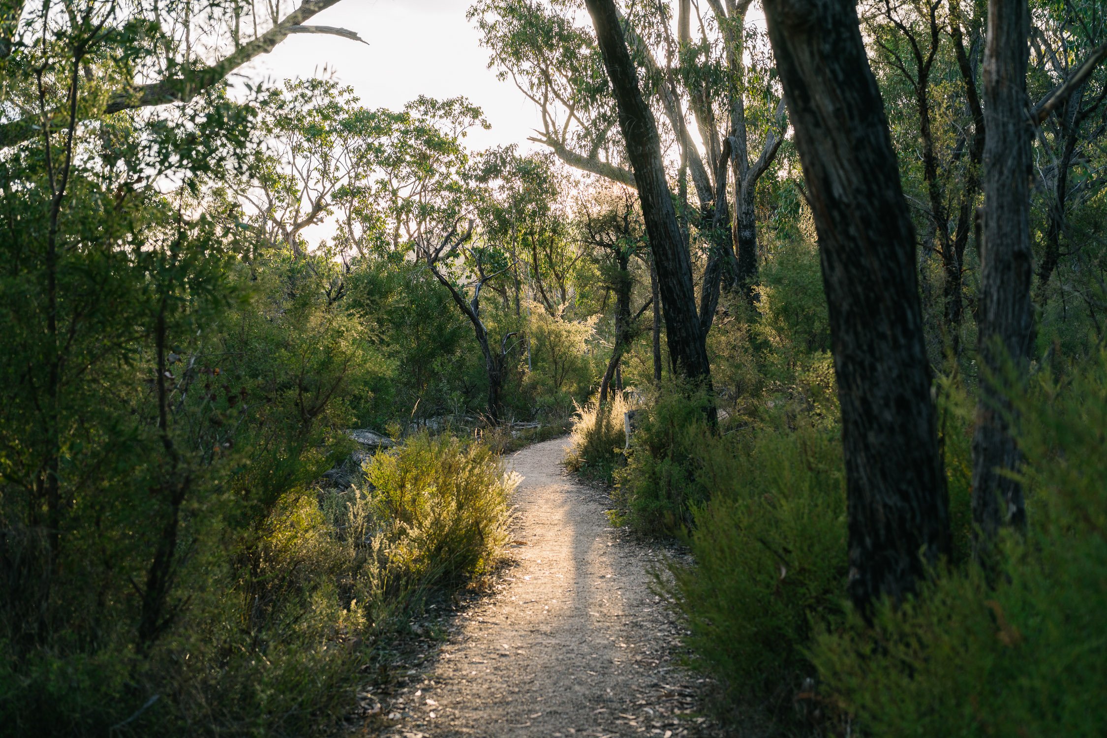 20260317 - Victoria Road Trip - 173753-Nick-Bedford,-Photographer-Australia, Girraween, Hiking, Kosciuszko, Nature, Sony 50mm F2.5 G, Sony A7CR, Sony Zeiss 35mm F2.8 ZA.jpg