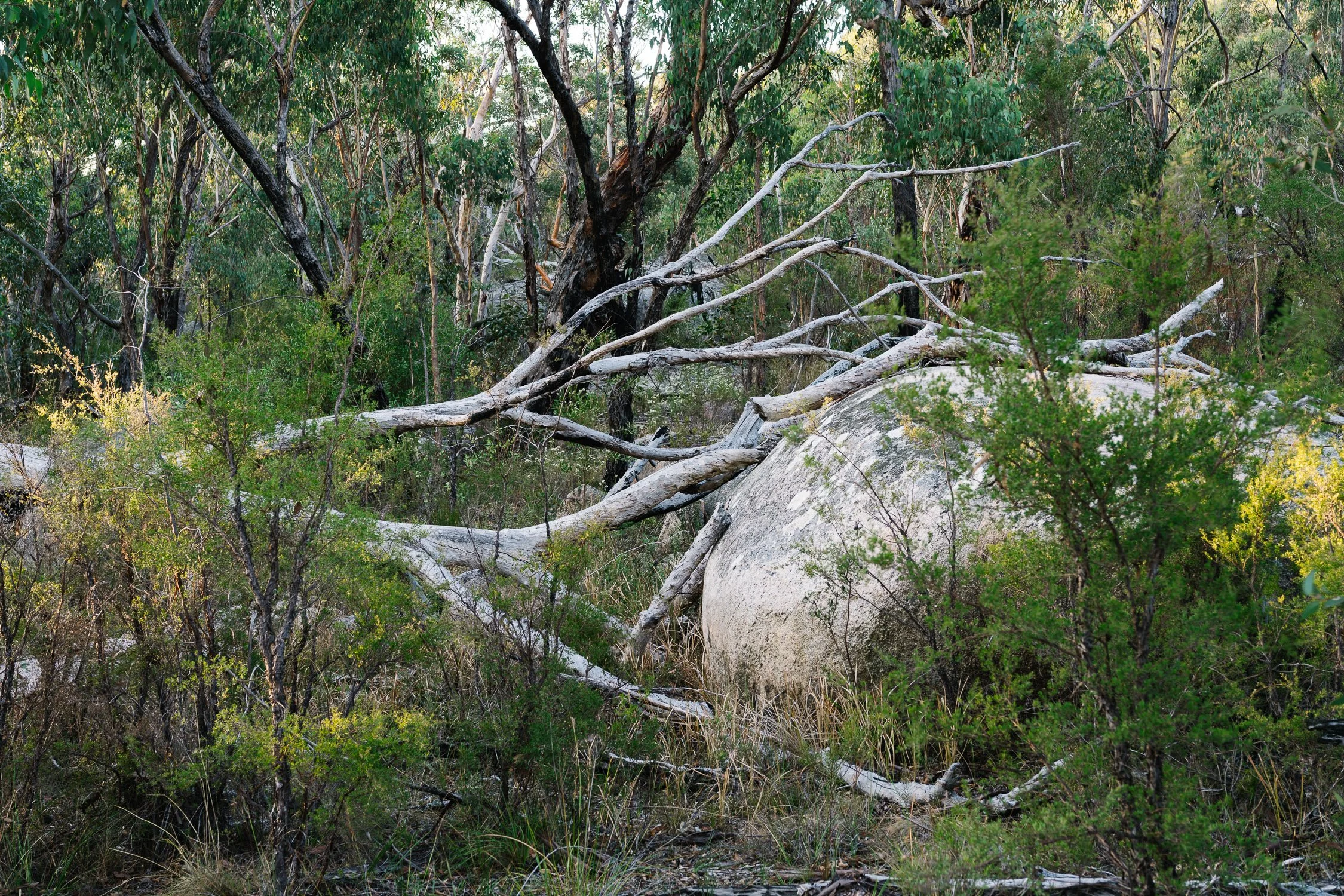 20260317 - Victoria Road Trip - 173948-Nick-Bedford,-Photographer-Australia, Girraween, Hiking, Kosciuszko, Nature, Sony 50mm F2.5 G, Sony A7CR, Sony Zeiss 35mm F2.8 ZA.jpg