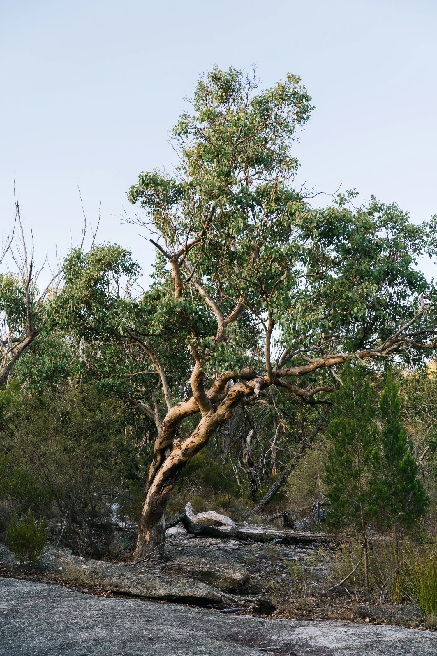 20260317 - Victoria Road Trip - 174225-Nick-Bedford,-Photographer-Australia, Girraween, Hiking, Kosciuszko, Nature, Sony 50mm F2.5 G, Sony A7CR, Sony Zeiss 35mm F2.8 ZA.jpg