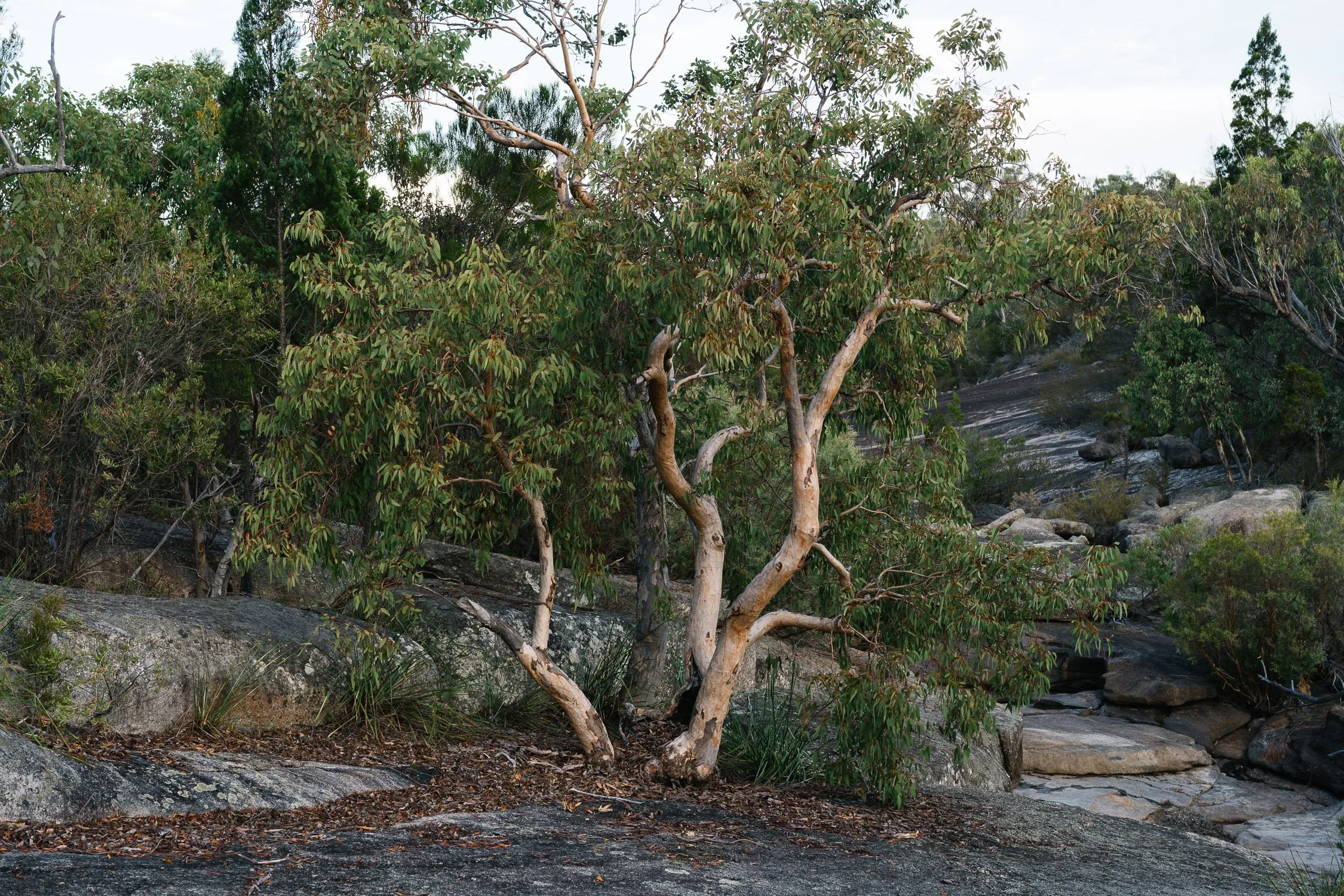 20260317 - Victoria Road Trip - 174749-Nick-Bedford,-Photographer-Australia, Girraween, Hiking, Kosciuszko, Nature, Sony 50mm F2.5 G, Sony A7CR, Sony Zeiss 35mm F2.8 ZA.jpg