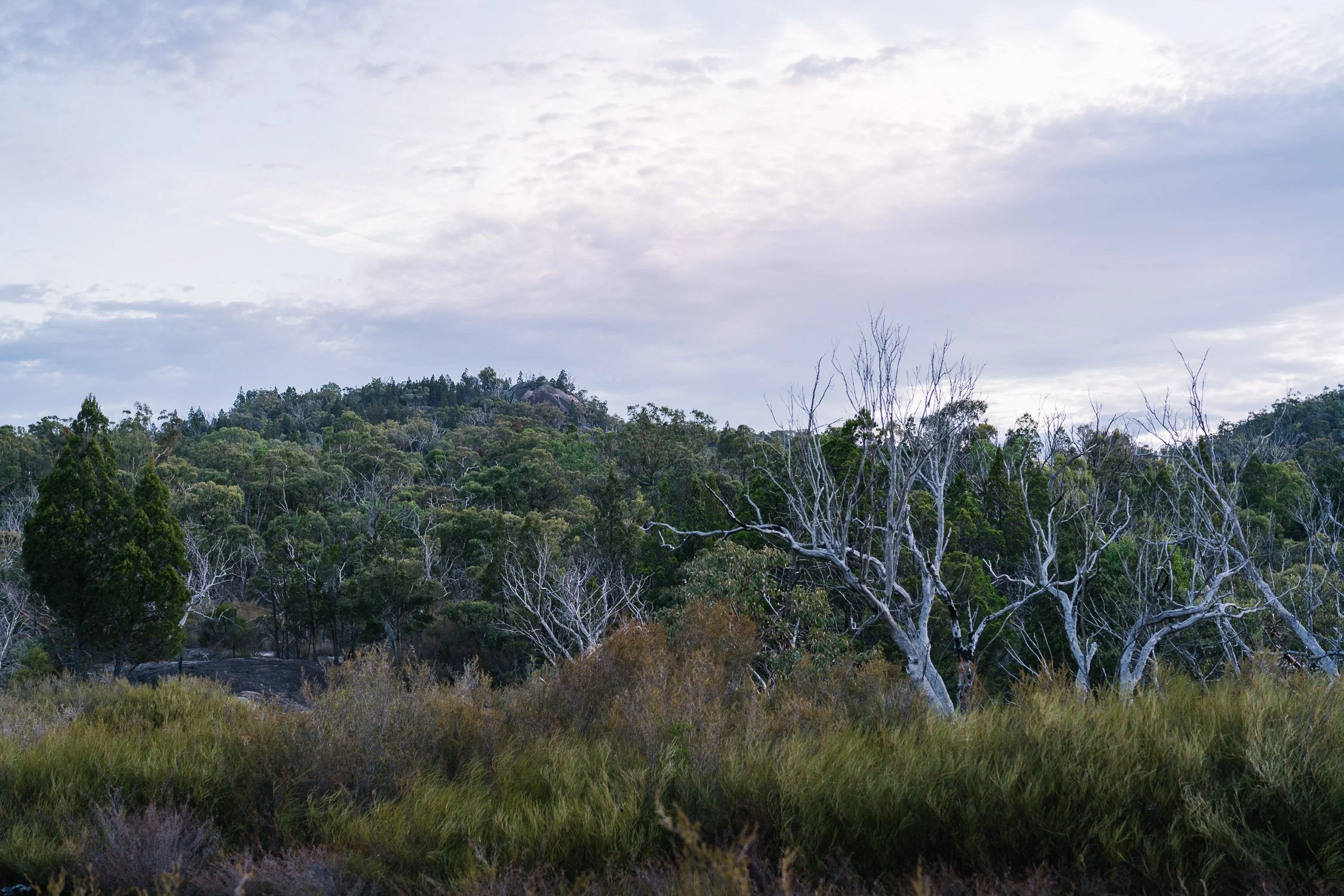 20260317 - Victoria Road Trip - 180841-Nick-Bedford,-Photographer-Australia, Girraween, Hiking, Kosciuszko, Nature, Sony 50mm F2.5 G, Sony A7CR, Sony Zeiss 35mm F2.8 ZA.jpg