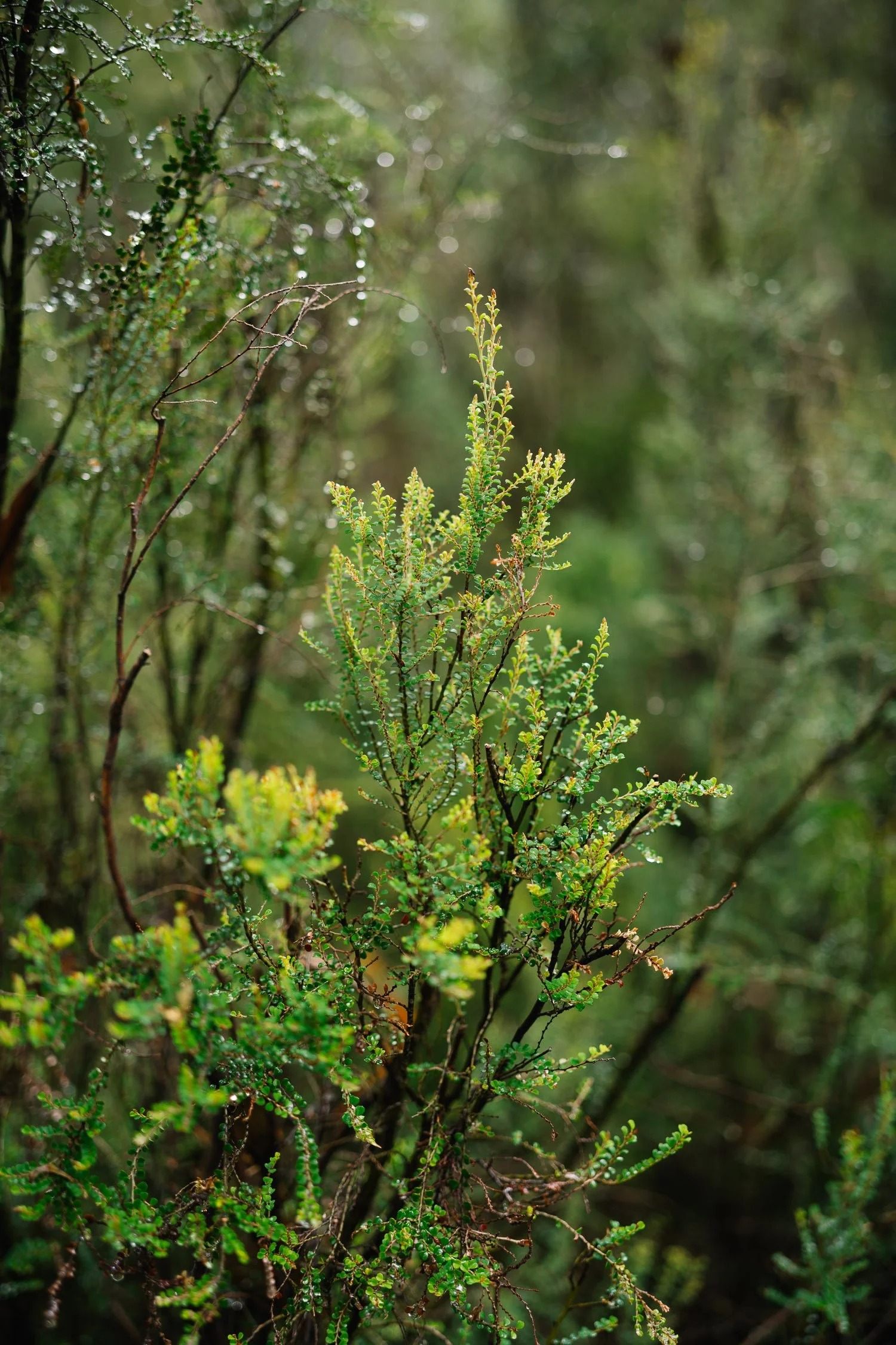 20260319 - Victoria Road Trip - 152539-Nick-Bedford,-Photographer-Australia, Girraween, Hiking, Kosciuszko, Nature, Sony 50mm F2.5 G, Sony A7CR, Sony Zeiss 35mm F2.8 ZA.jpg
