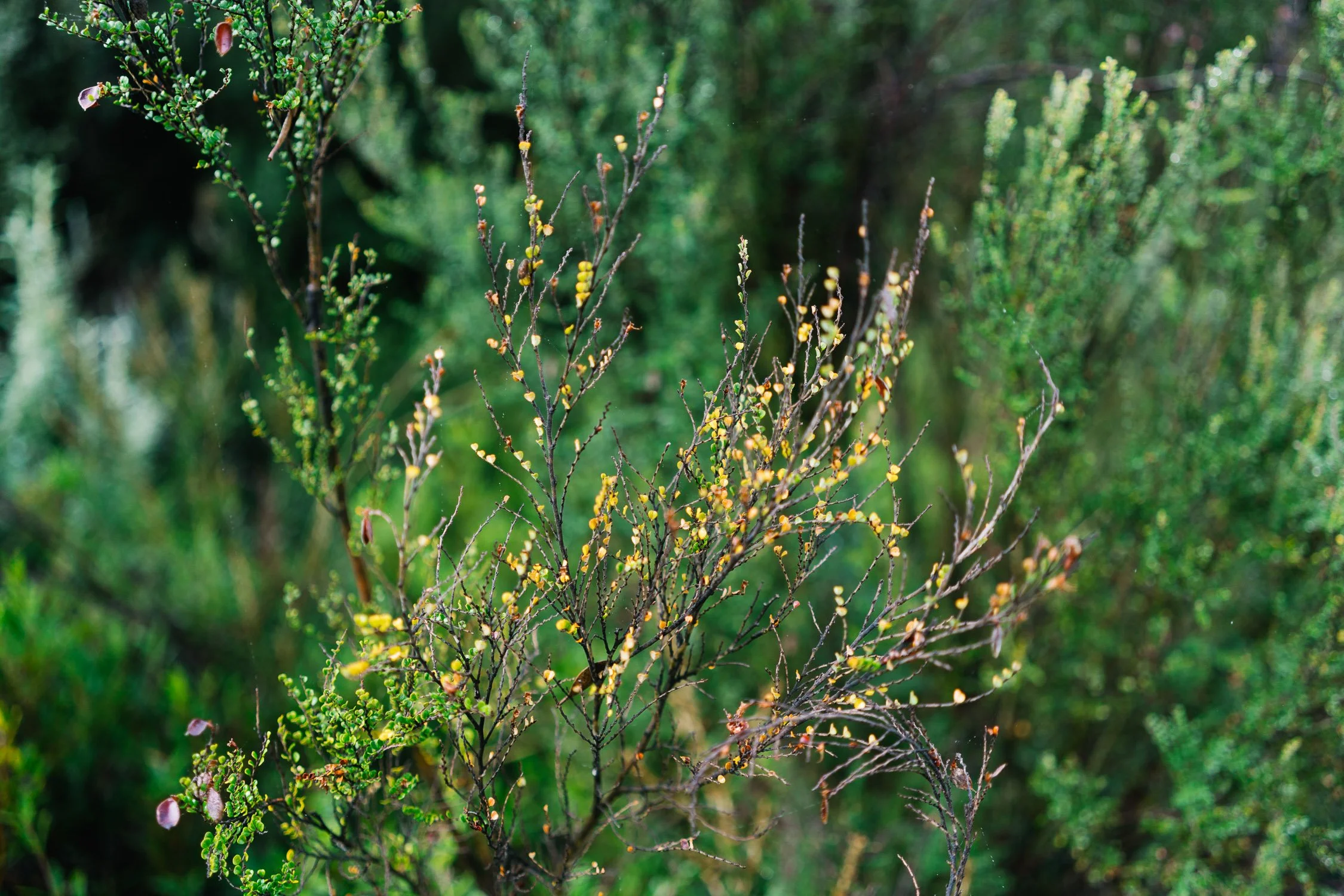 20260320 - Victoria Road Trip - 075721-Nick-Bedford,-Photographer-Australia, Girraween, Hiking, Kosciuszko, Nature, Sony 50mm F2.5 G, Sony A7CR, Sony Zeiss 35mm F2.8 ZA.jpg