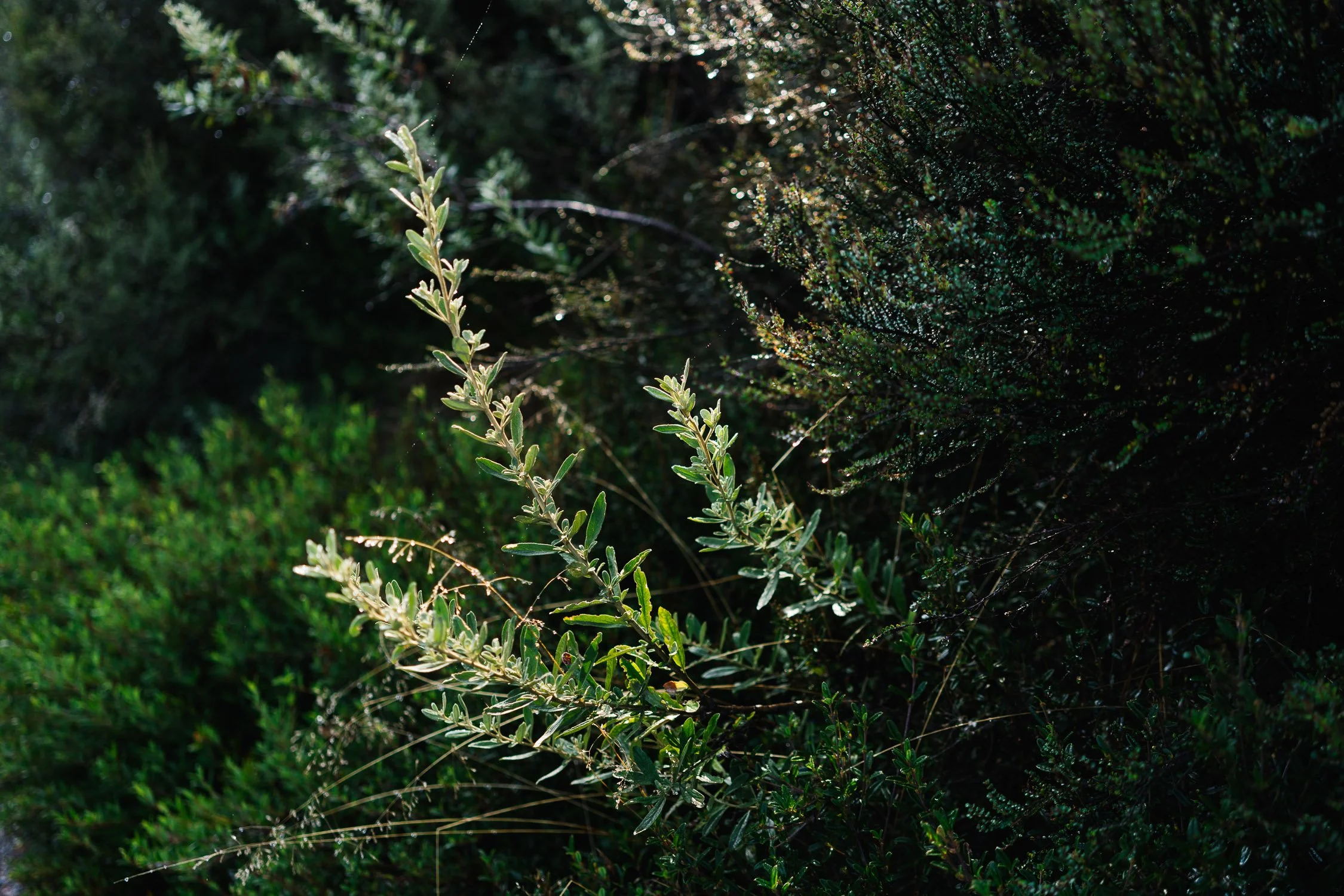 20260320 - Victoria Road Trip - 075752-Nick-Bedford,-Photographer-Australia, Girraween, Hiking, Kosciuszko, Nature, Sony 50mm F2.5 G, Sony A7CR, Sony Zeiss 35mm F2.8 ZA.jpg