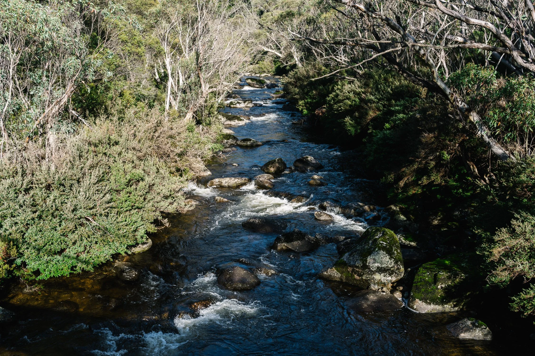 20260320 - Victoria Road Trip - 080335-Nick-Bedford,-Photographer-Australia, Girraween, Hiking, Kosciuszko, Nature, Sony 50mm F2.5 G, Sony A7CR, Sony Zeiss 35mm F2.8 ZA.jpg