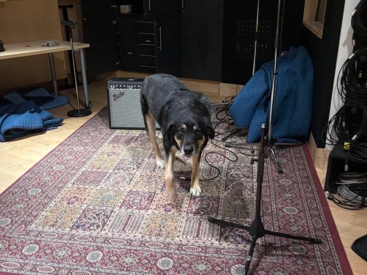 A dog standing on a patterned rug in a recording studio surrounded by musical equipment and cables.