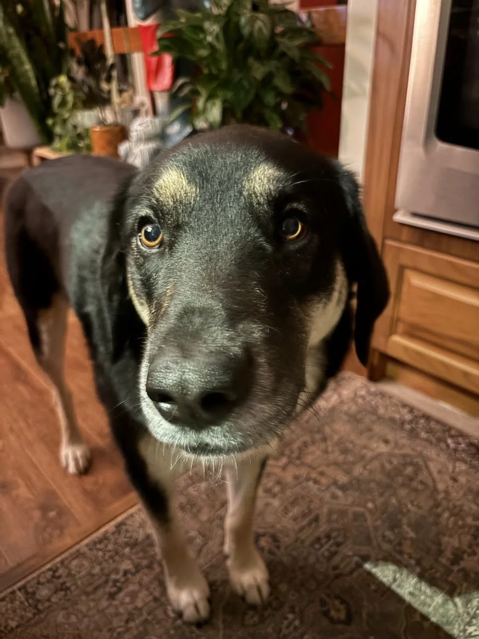 Close-up of a black and tan dog looking directly at the camera in a home kitchen with wooden cabinets and plants in the background.