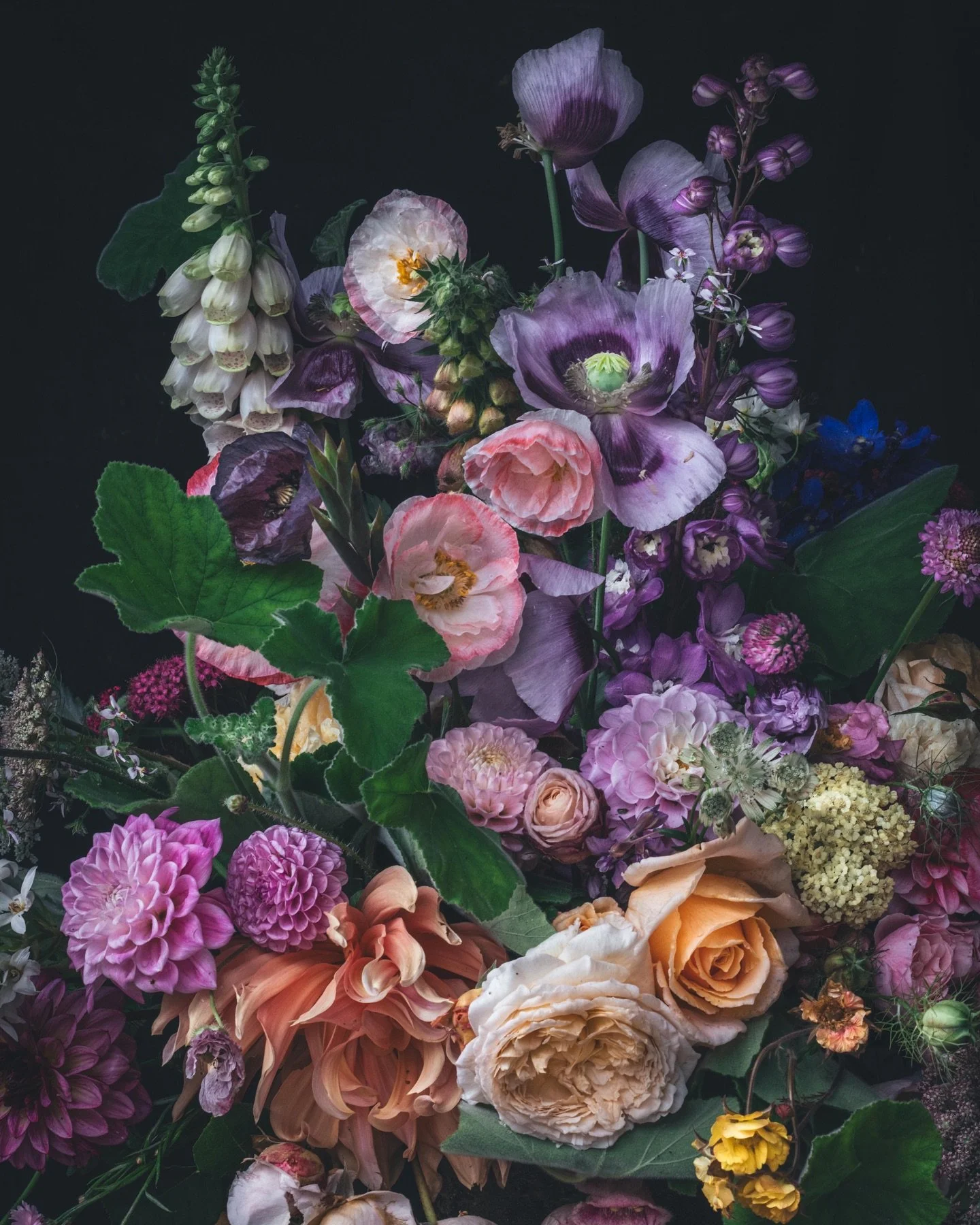 Home grown flowers. I am just crazy about poppies and I was surprised at how easy they are to grow. The best way to grow poppies is to direct sow the seeds where you want them to grow. Our problem with doing this is that the birds swoop in and eat al