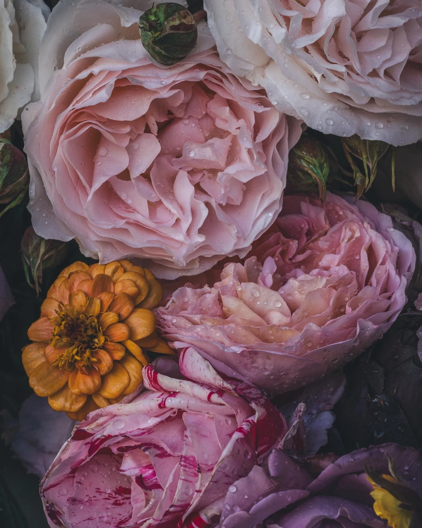 Roses from our garden. The first year I had roses I did everything wrong, actually I didn&rsquo;t do anything with them at all and they were planted in the wrong place, a total flop. So I got some great advice and help from a local rose expert and af