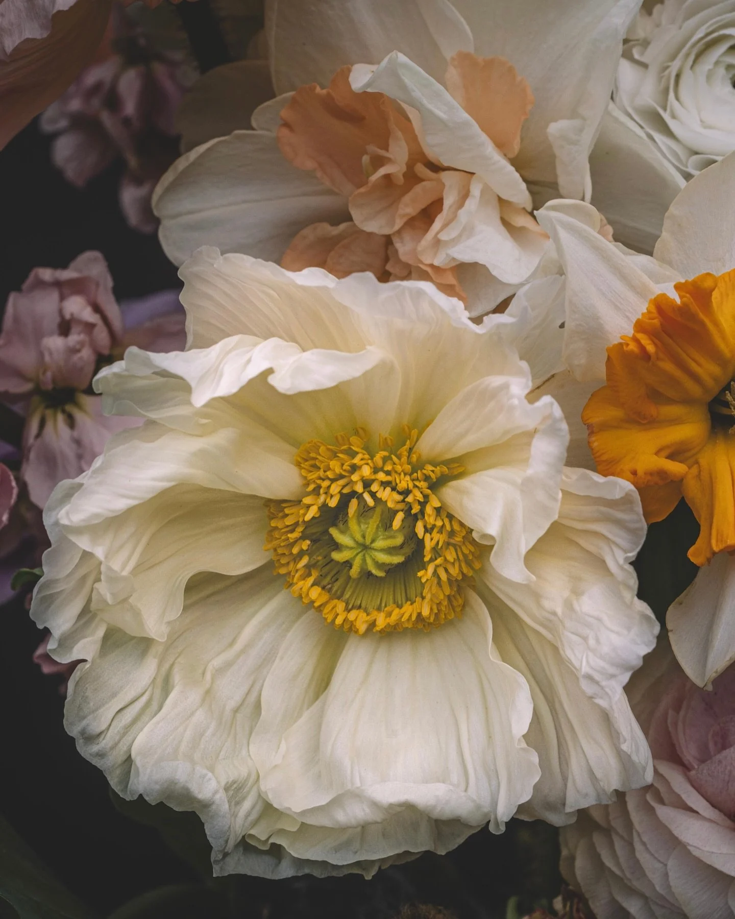 Spring is in full flight, days are warmer and the light is lasting just a bit more each day. The Icelandic poppies with tall strong stems and ruffled papery petals are so incredibly beautiful. Tulips are finished and I&rsquo;m pulling the bulbs up an