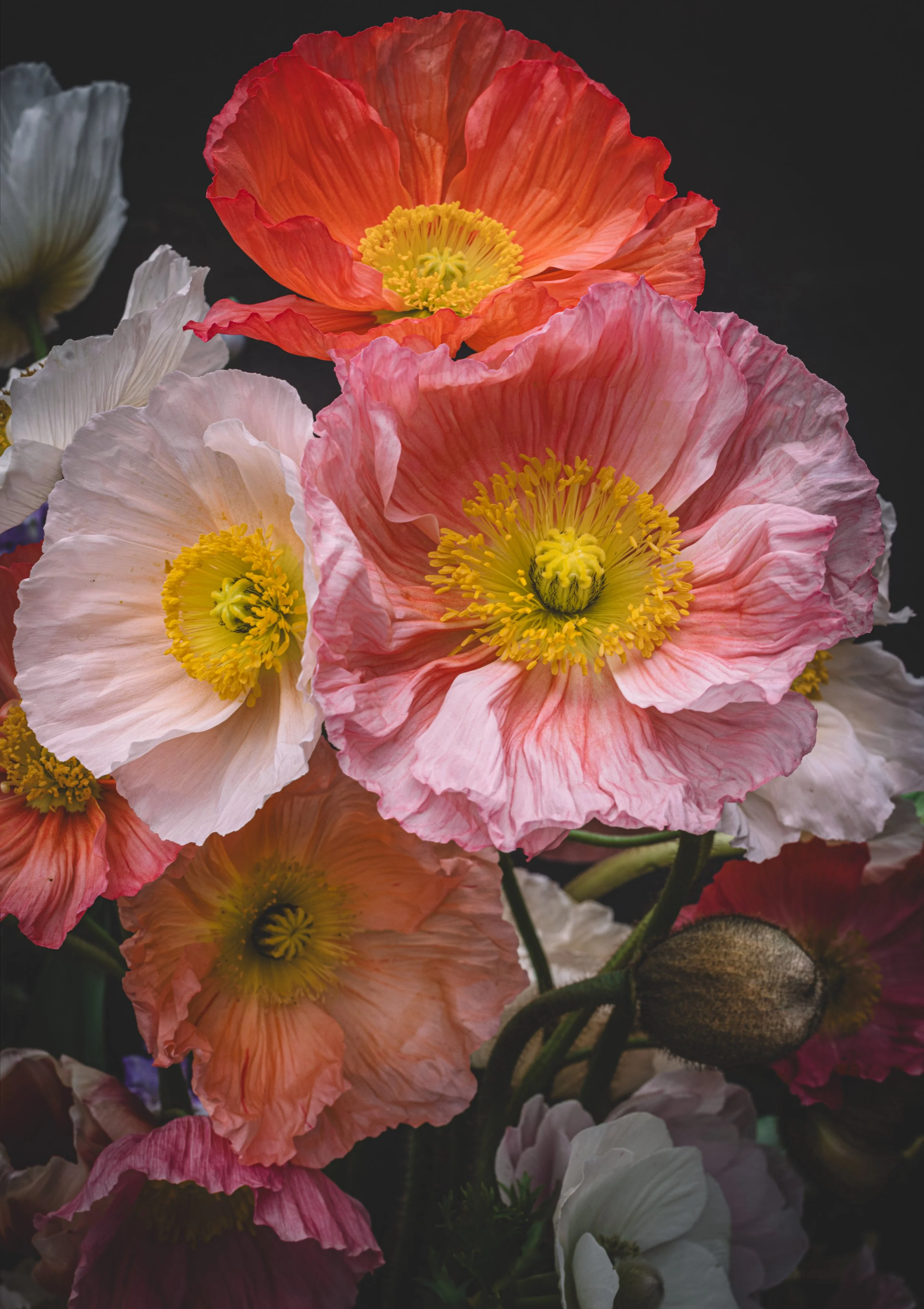 Springsong