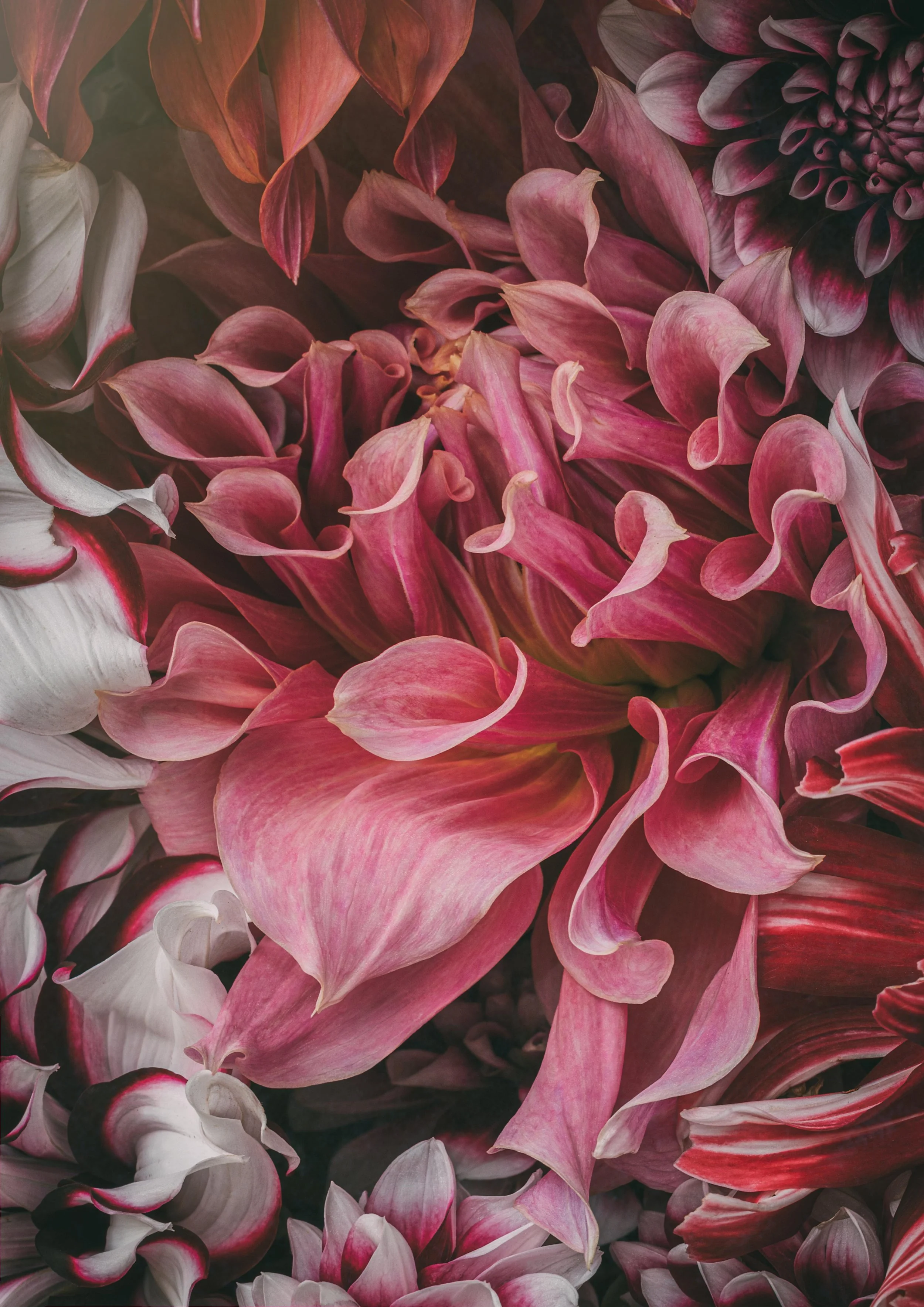 8314 Dahlia Obsession LR-2.jpg