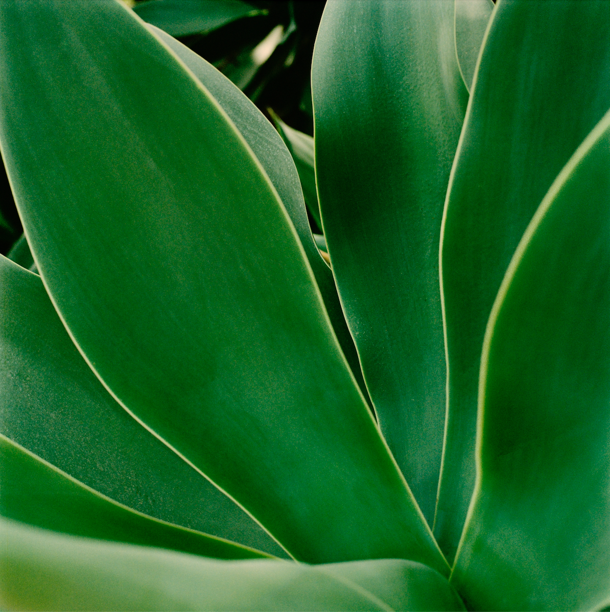 Succulent_304161-01-045-28x28.png