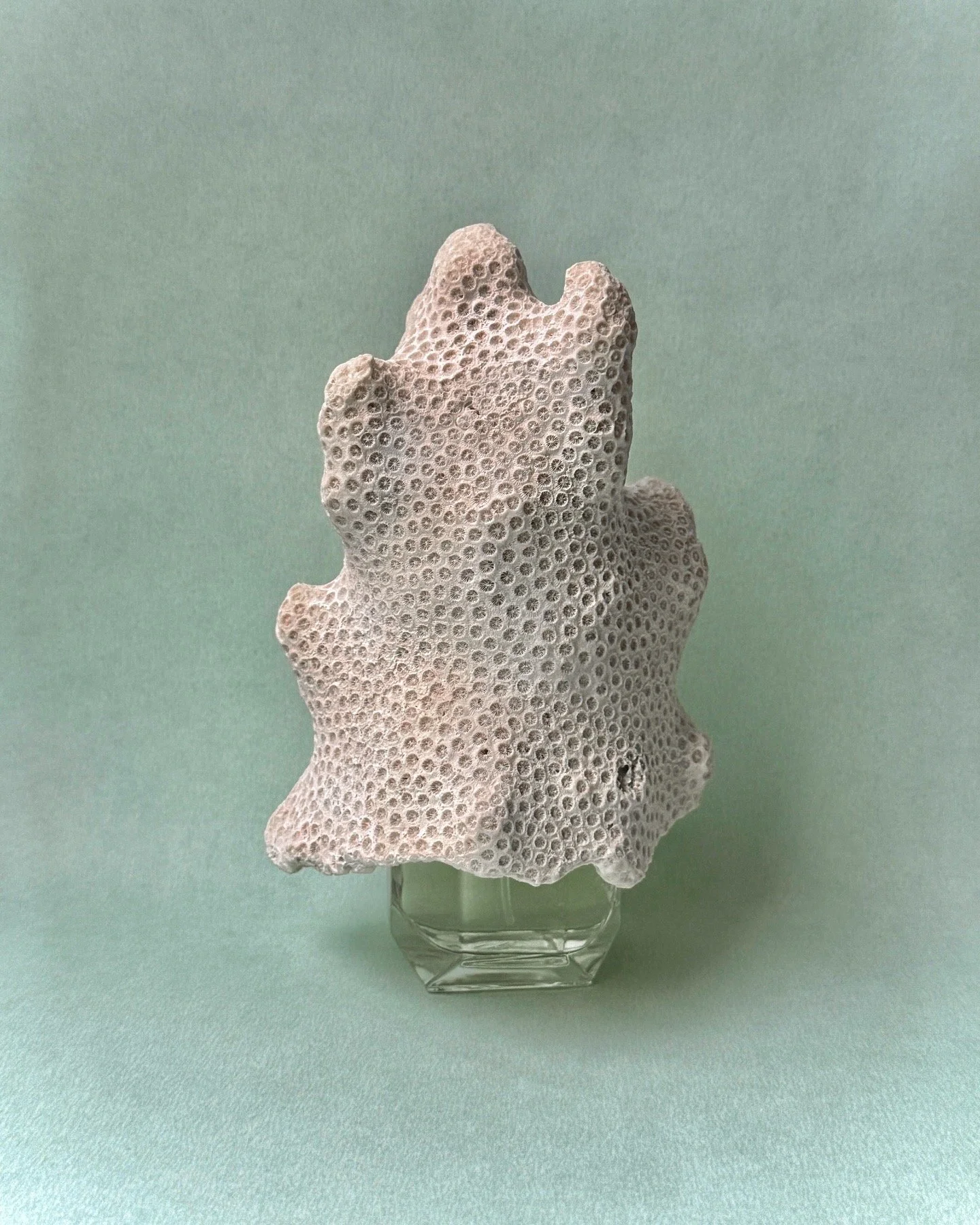 A piece of white coral on a small glass stand against a light green background.