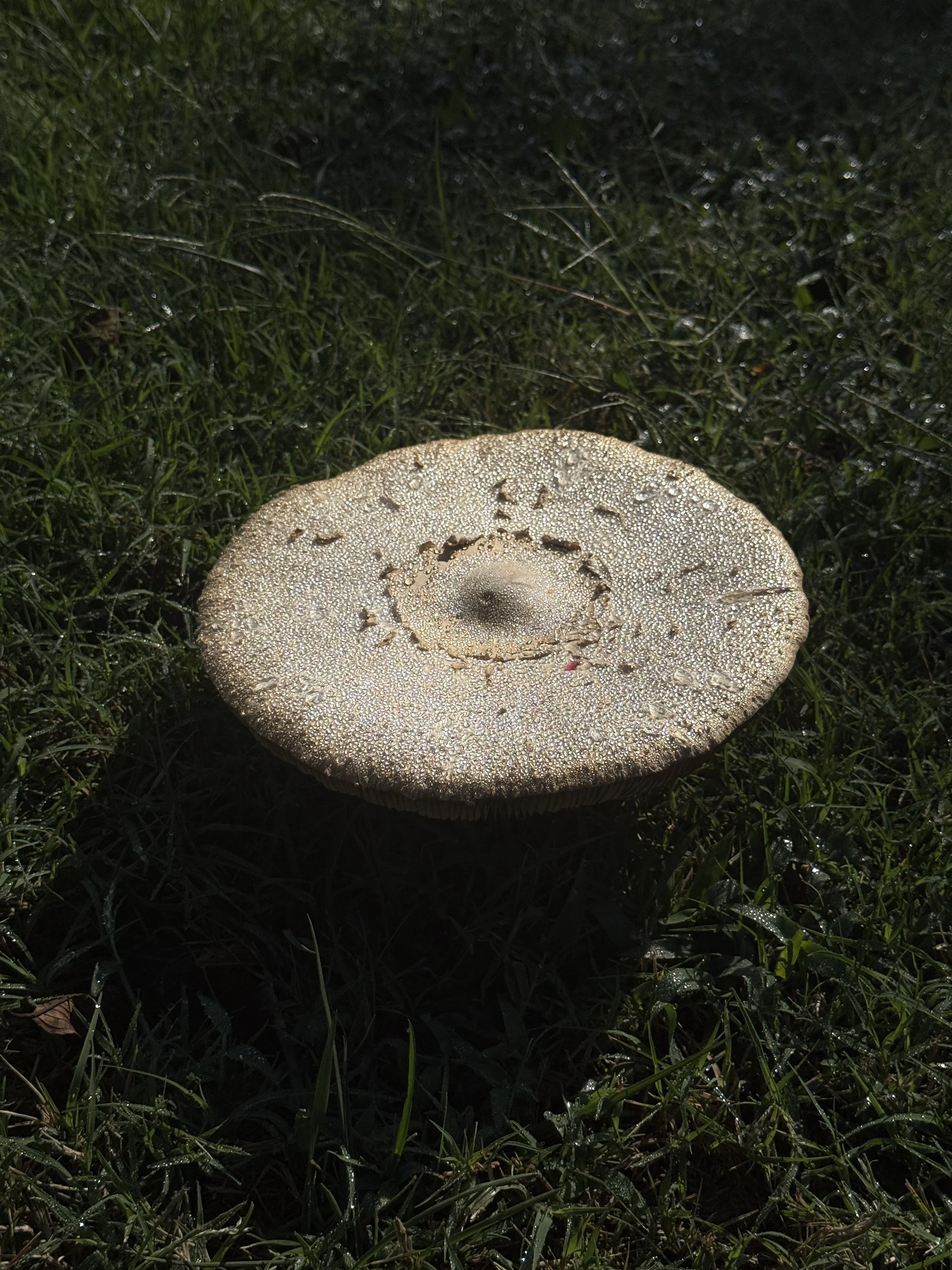 A close-up of a large mushroom with a broad, flat cap covered in small rough textures, situated on green grass with dew drops.