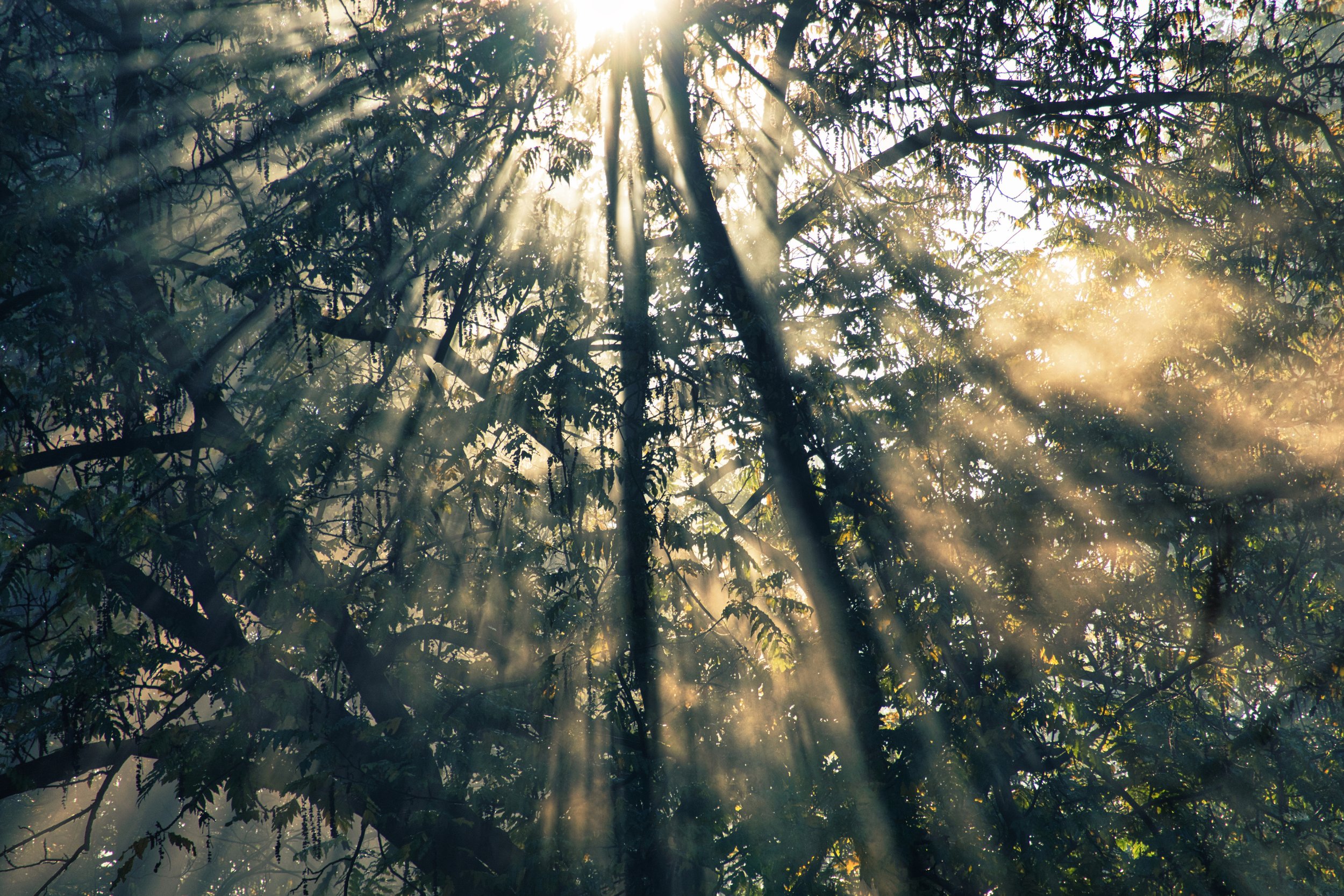 Sunlight filtering through tree branches and leaves in a forest, creating light rays.