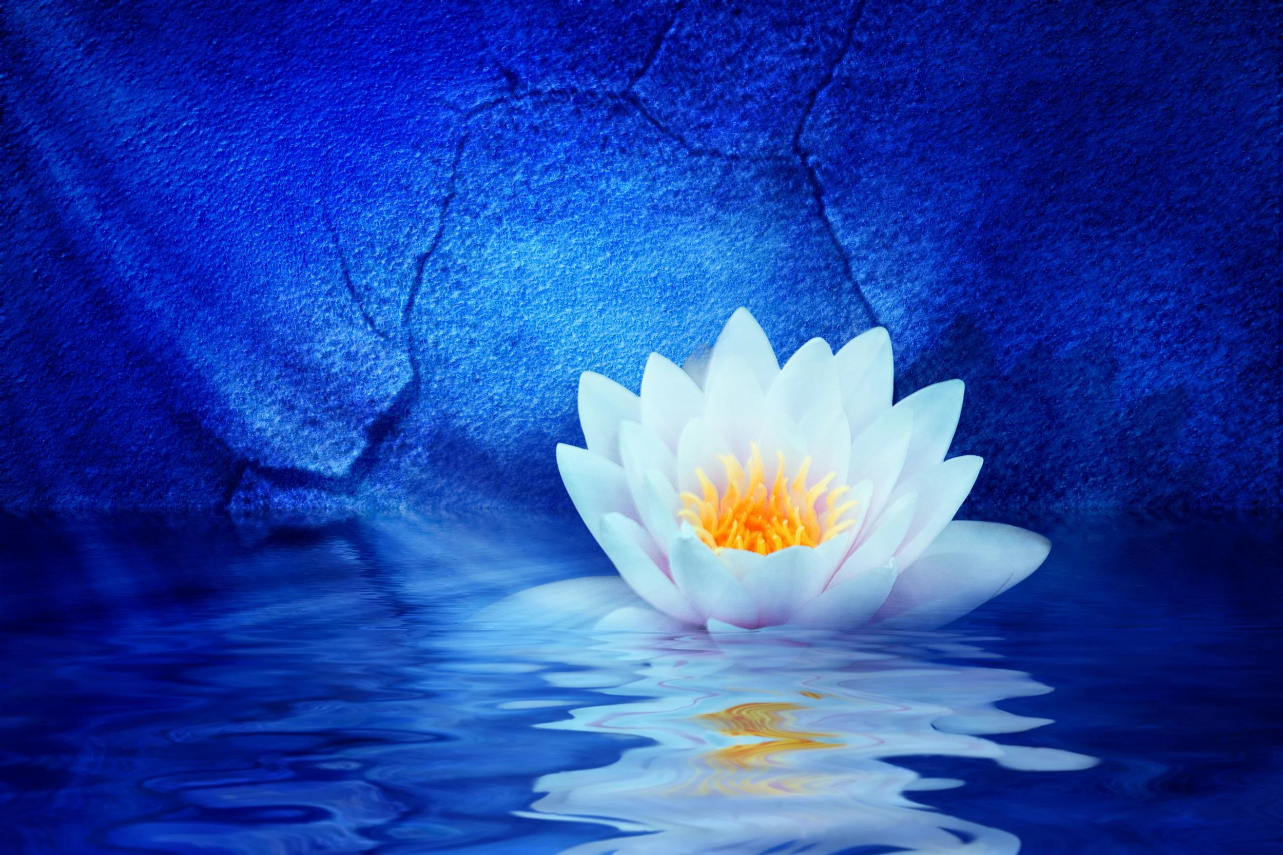 A white water lily flower floating on water with a textured dark blue background and subtle glowing light