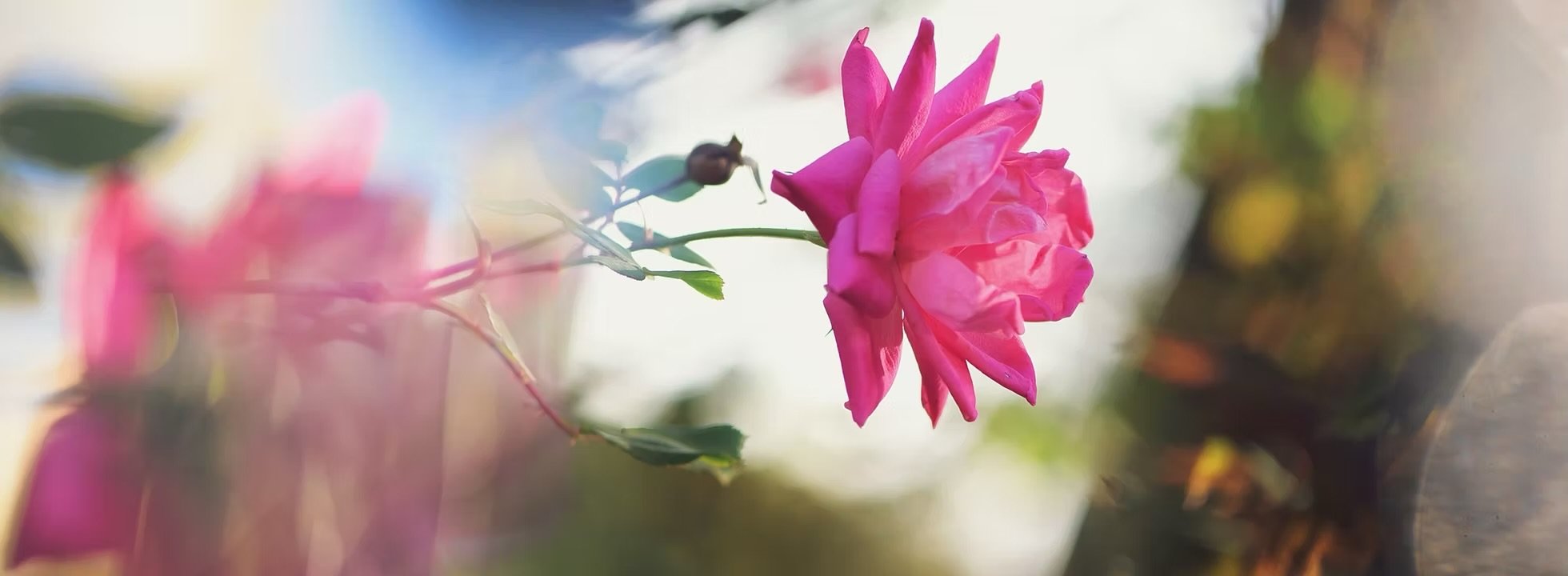 Multidimensional Healing Sessions with Sufia