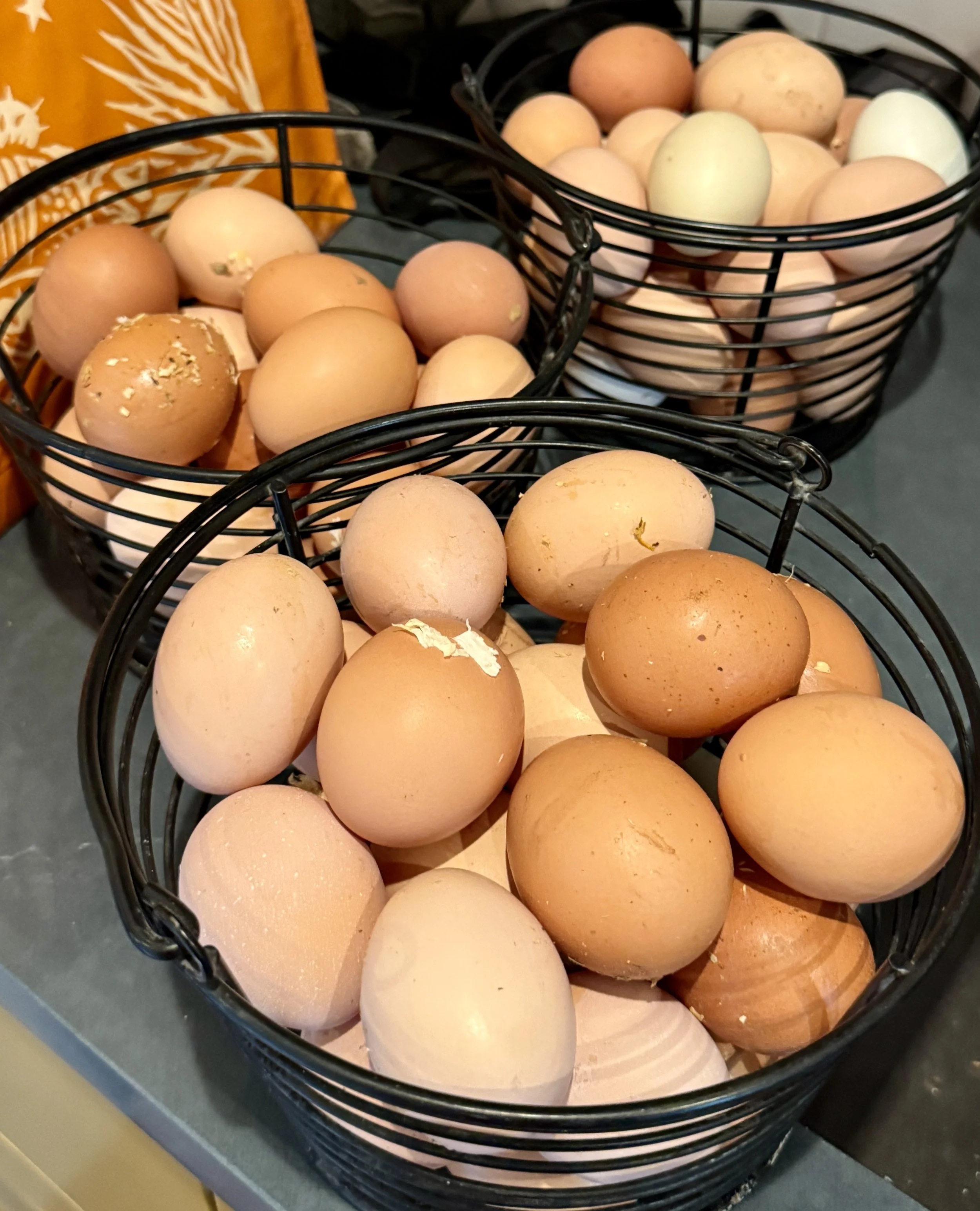 Eggs in Abundance