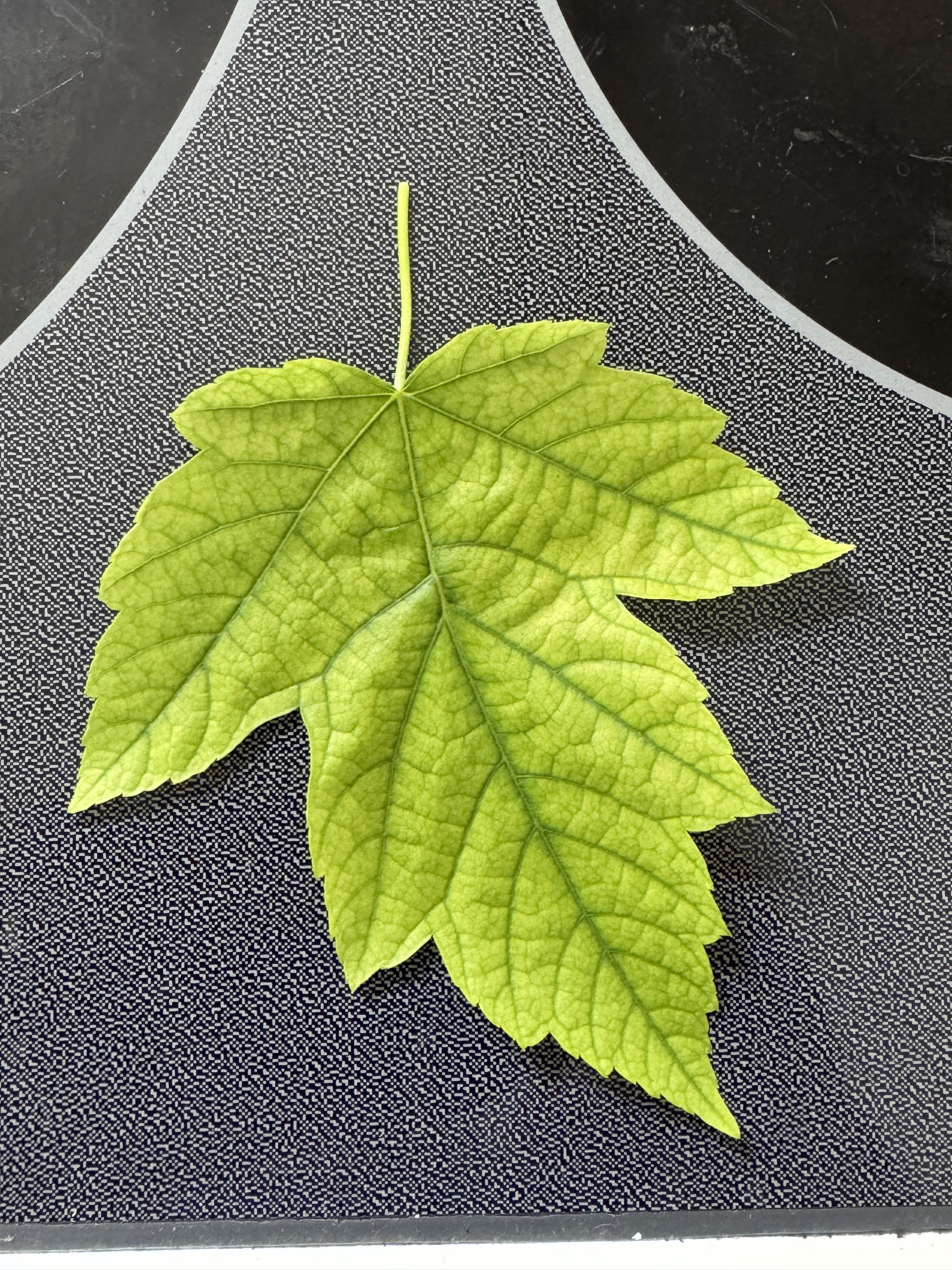 Veins