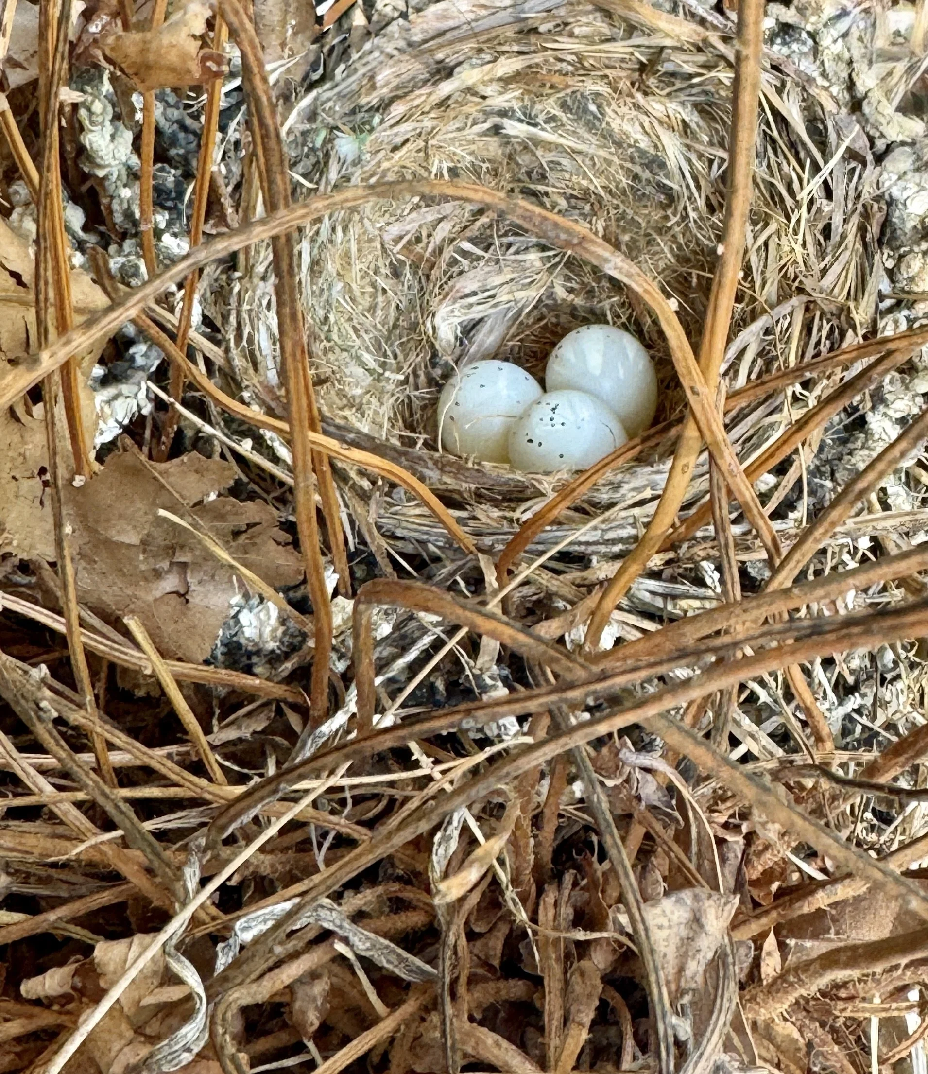Nest with Eggs