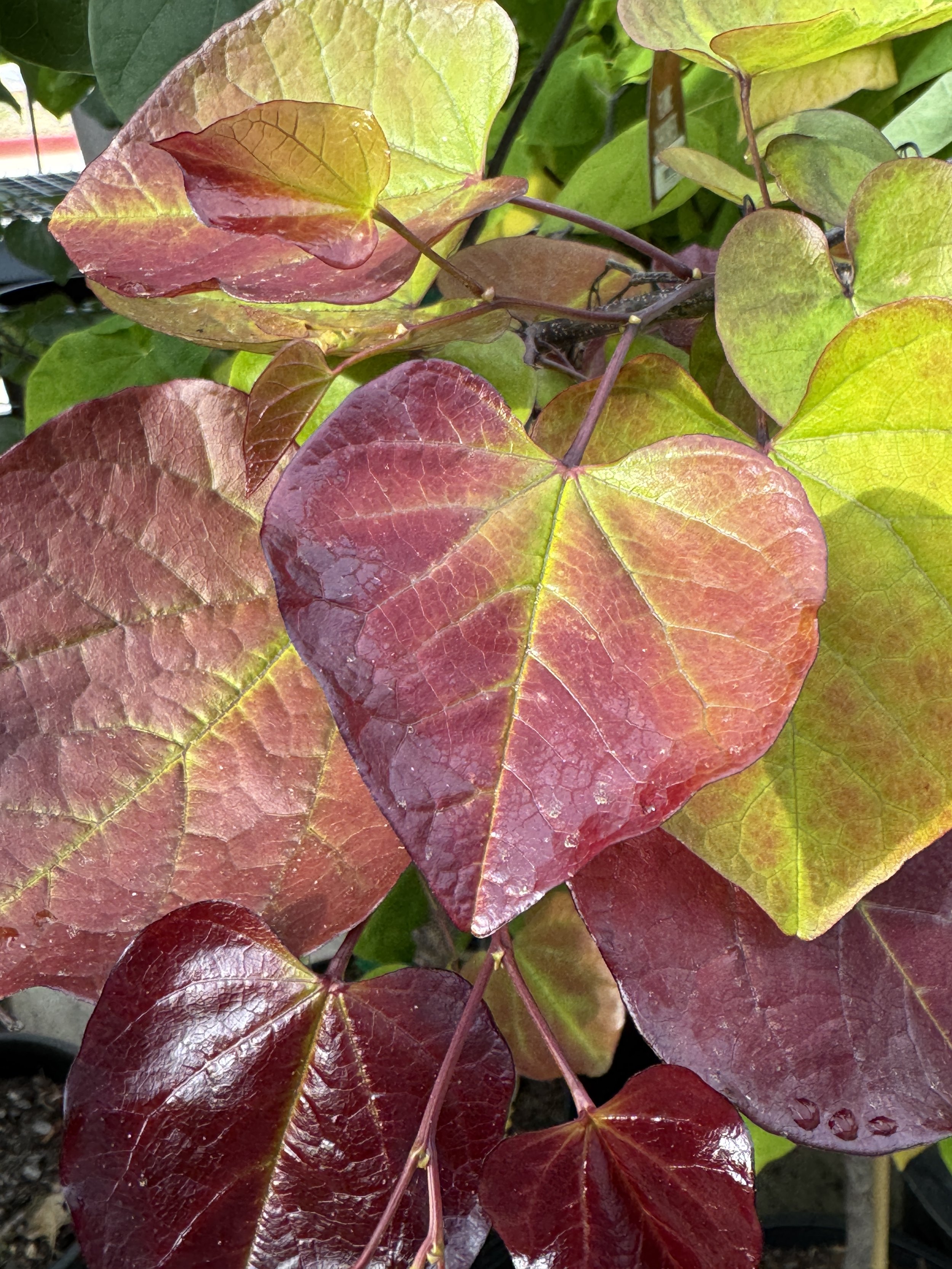 Redbud Variety
