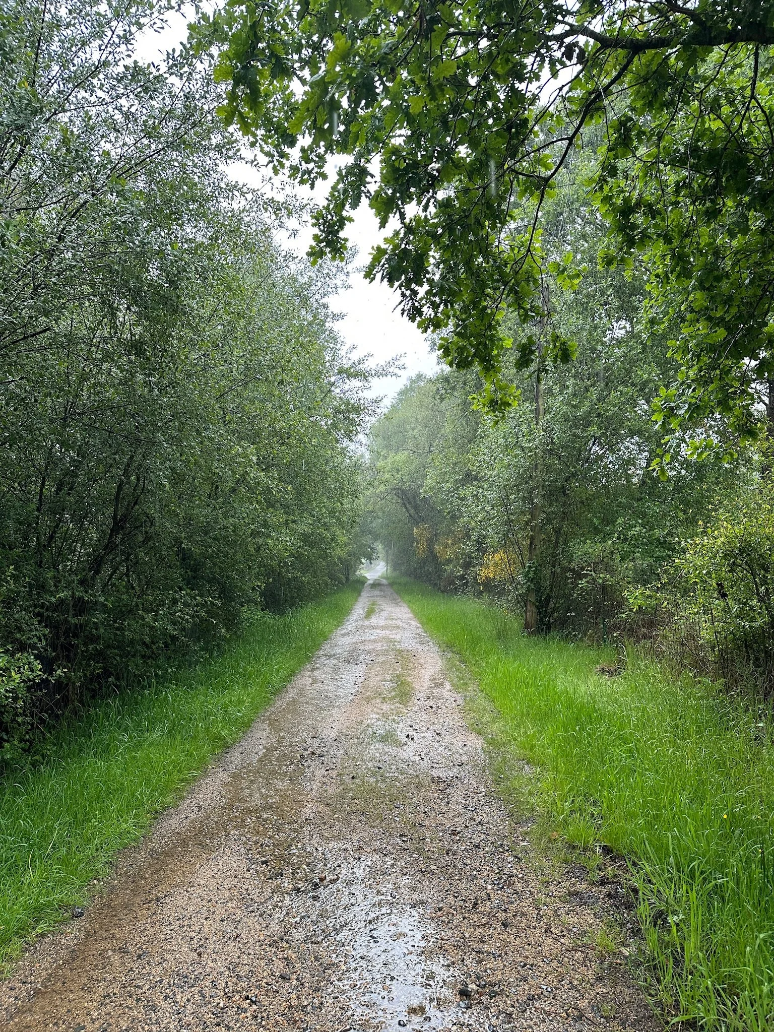 Rainy Walk