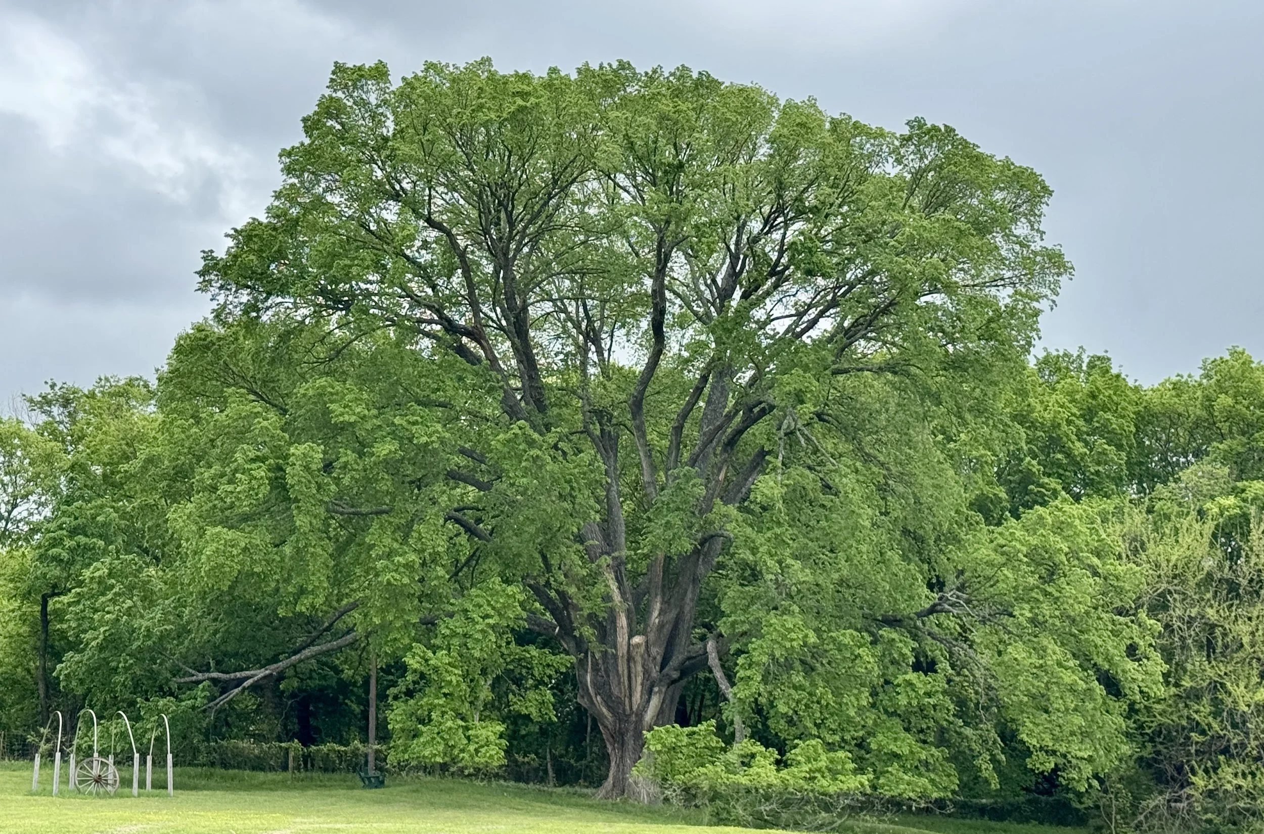 What Old Looks Like- Sister Grove Farm