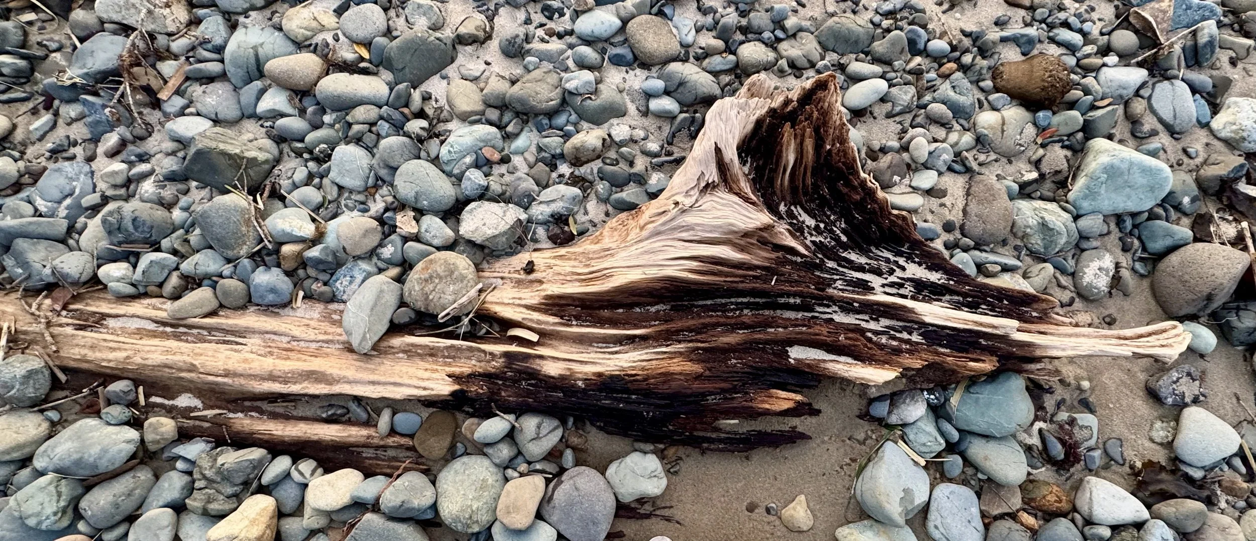 Driftwood