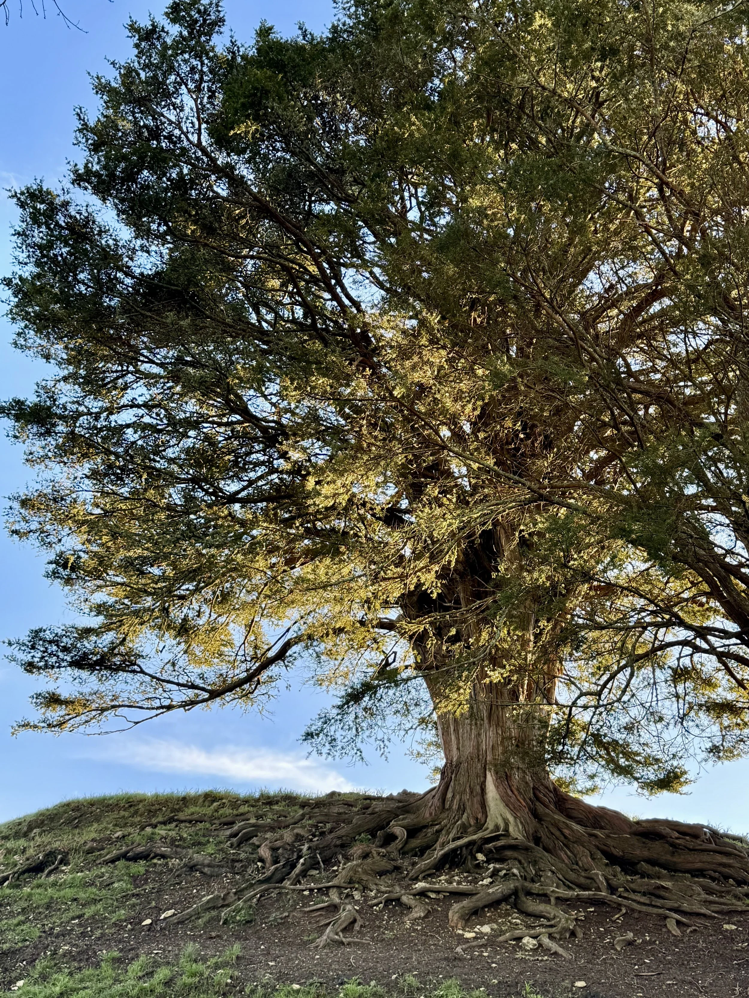 Roots