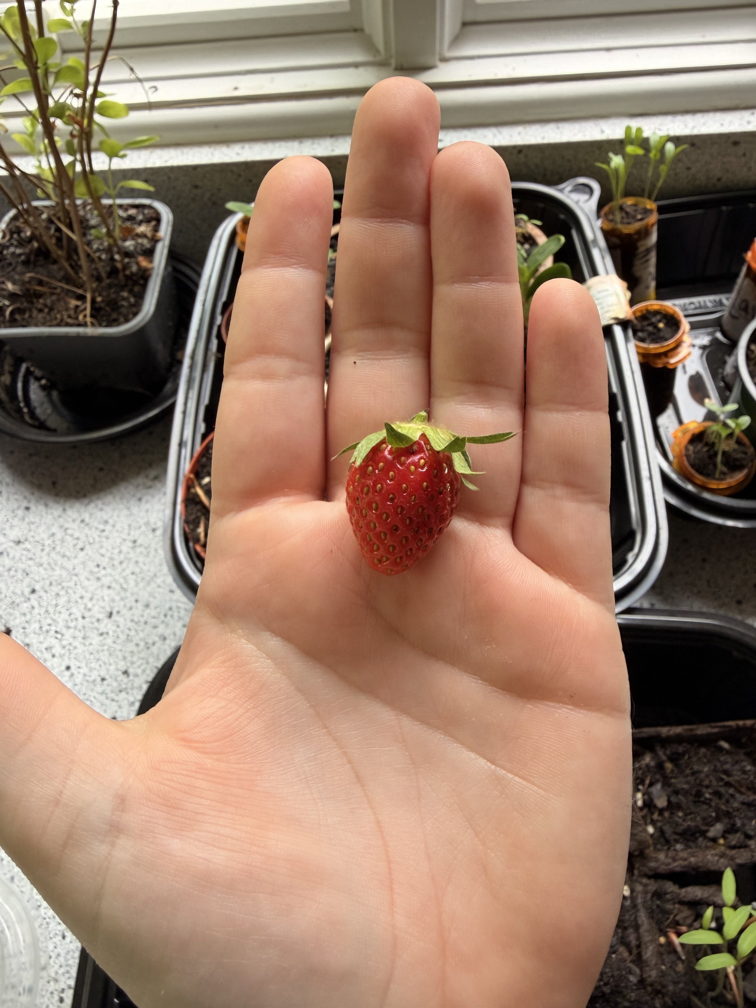 One Ripe Berry