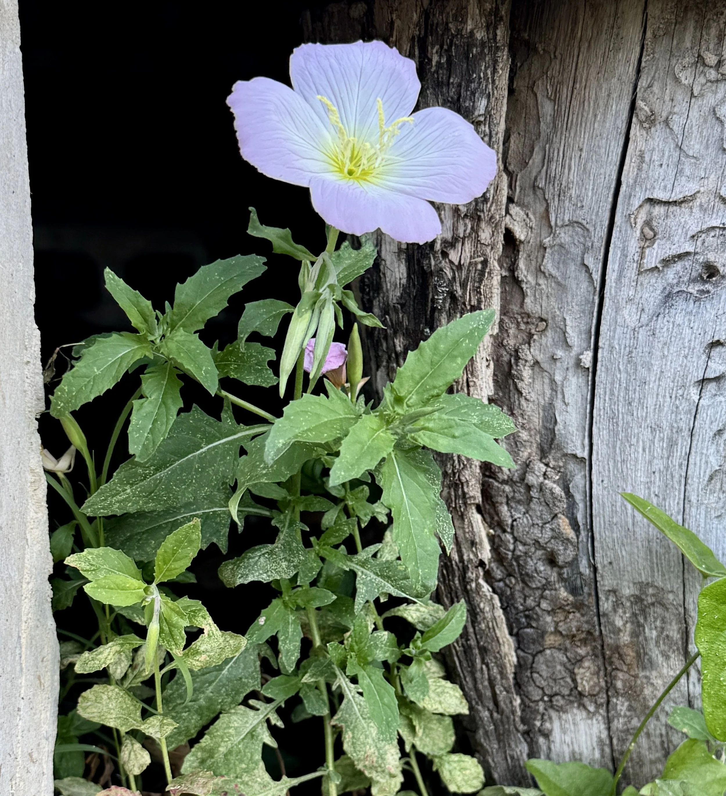 Wildflower at Sister Grove Farm