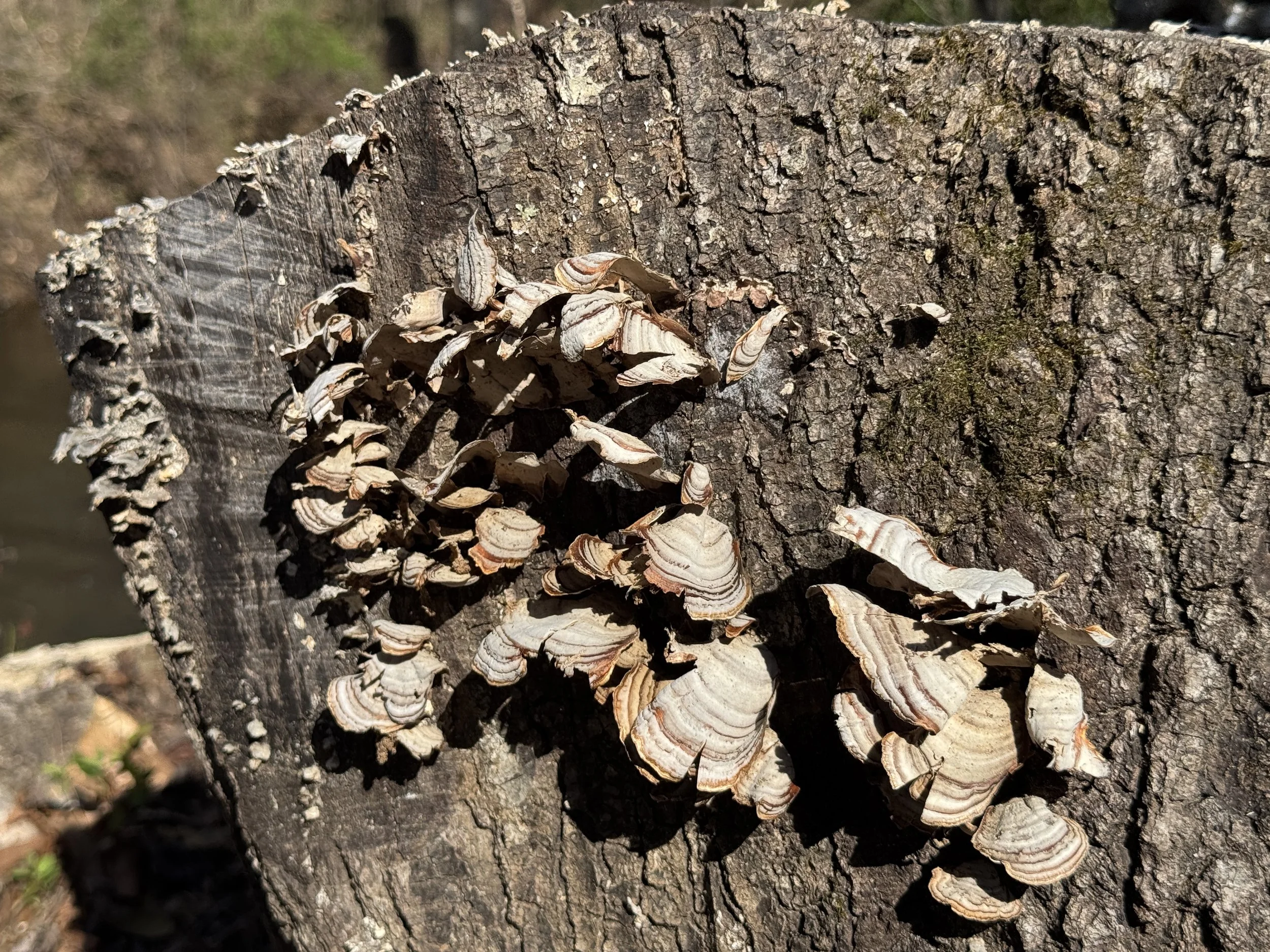 Fungi
