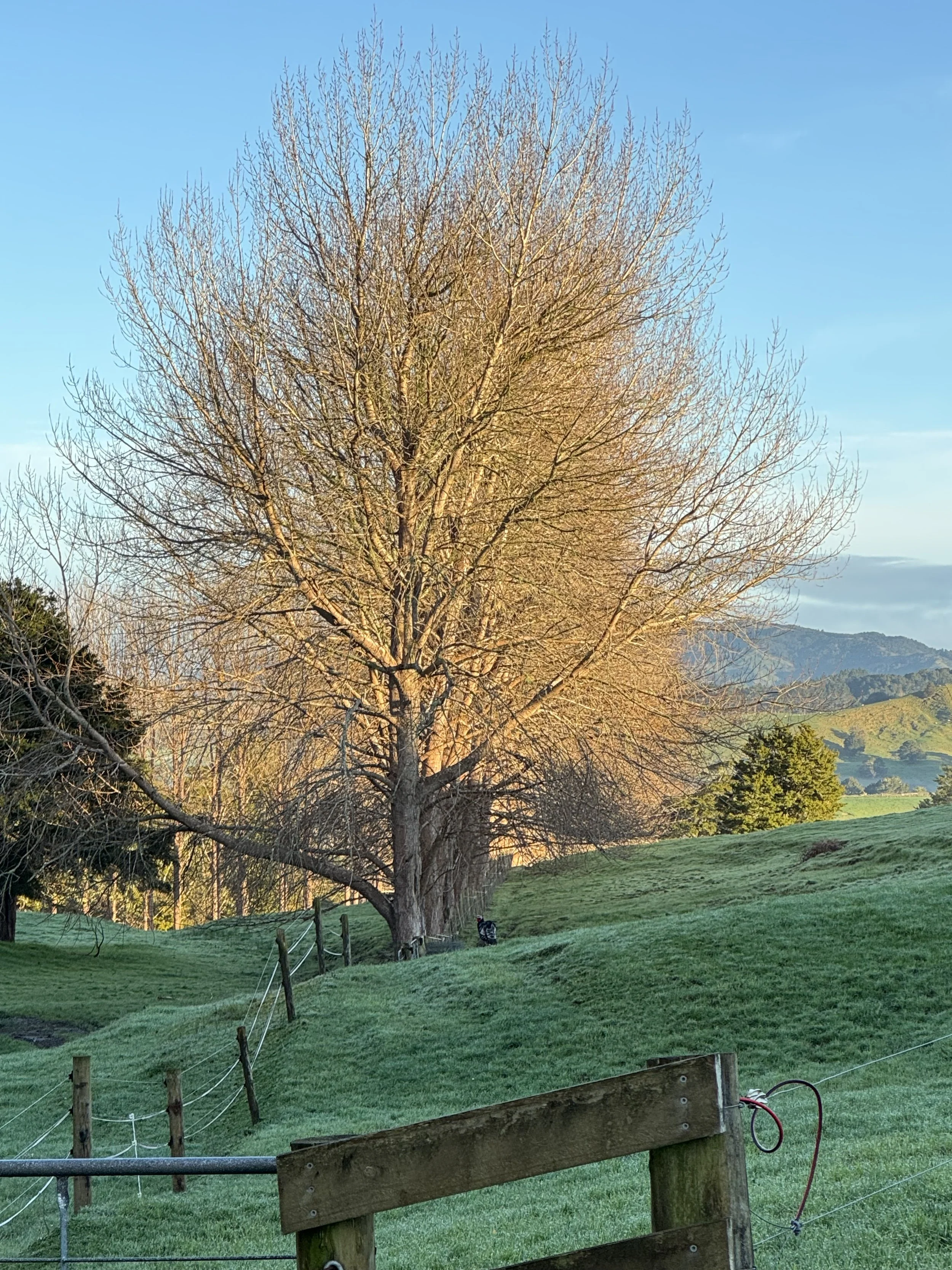 Ablaze in the Winter