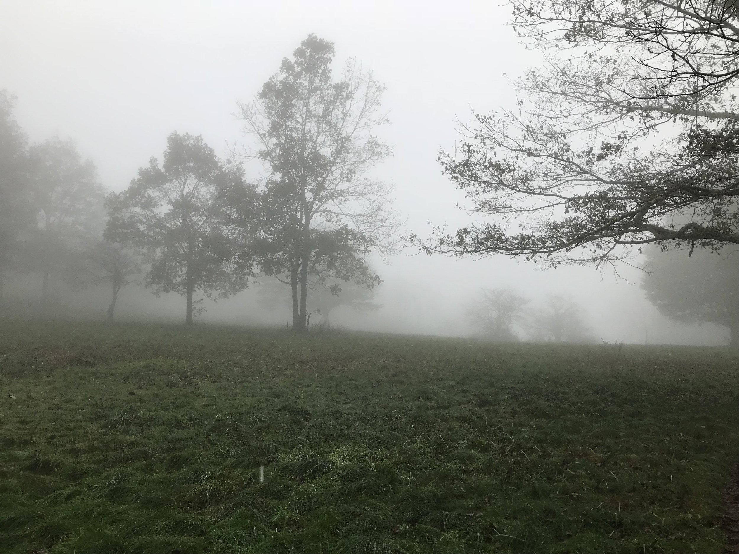 Foggy Morning