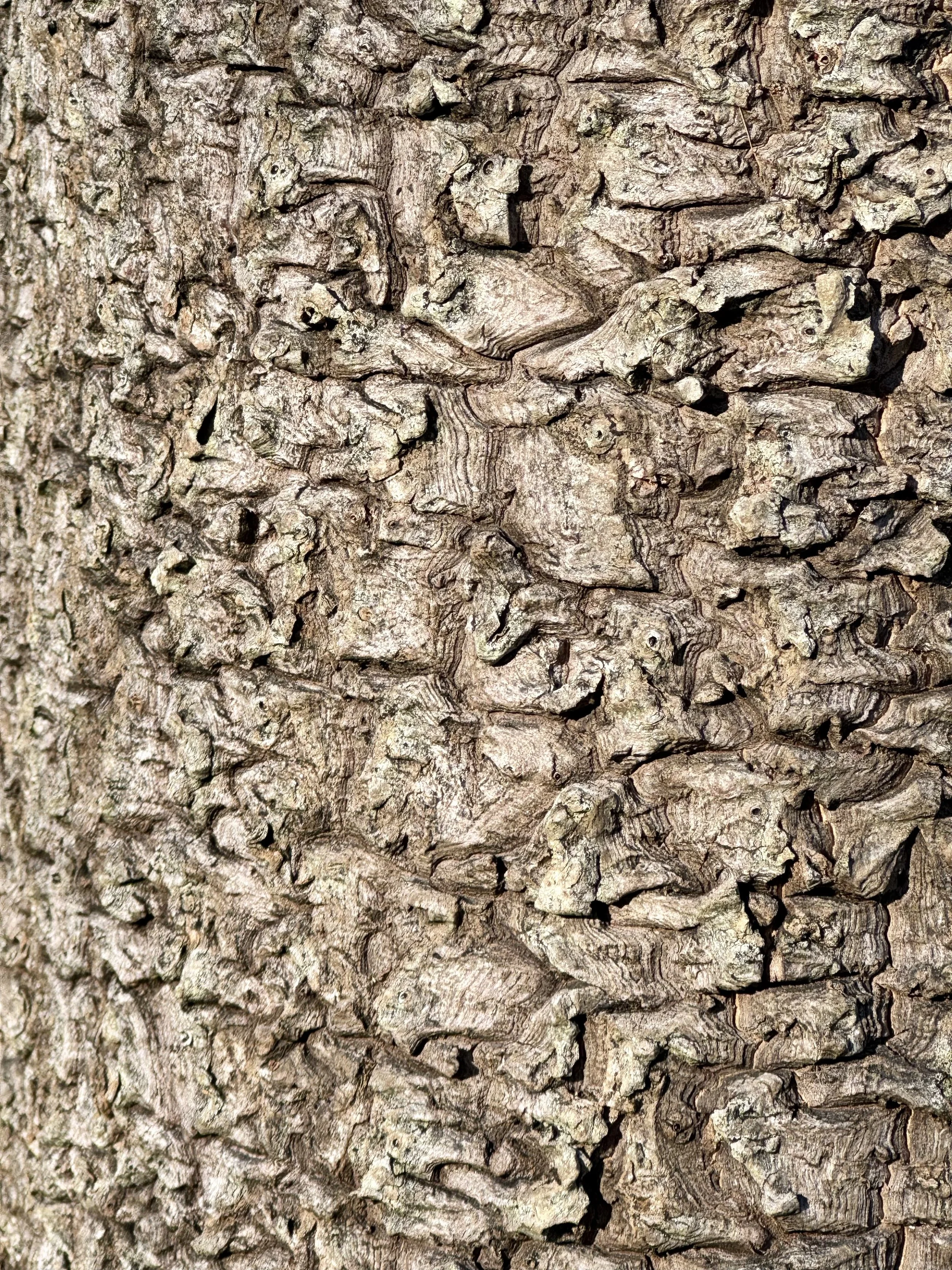 Tree Skin