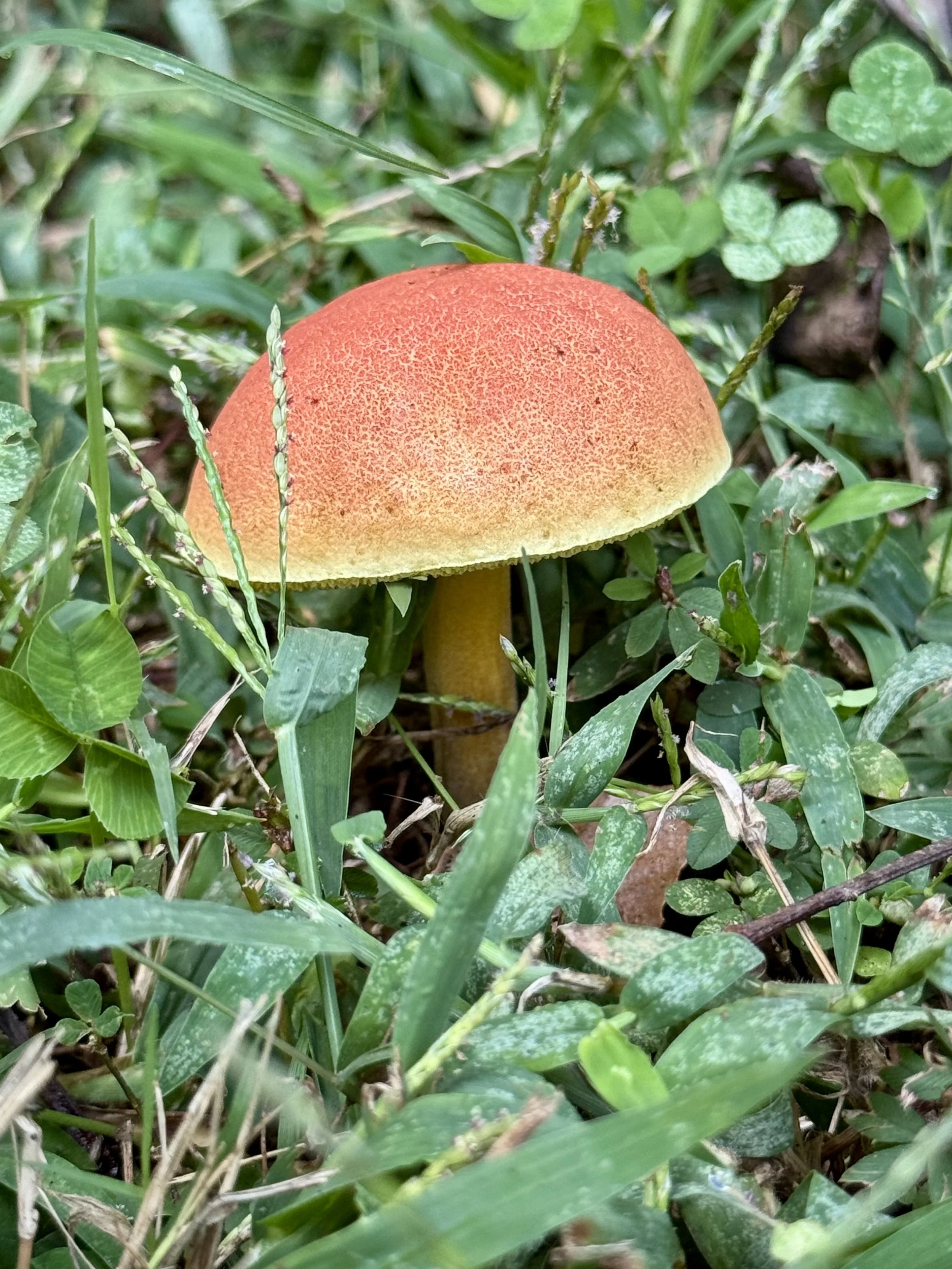 Mushroom 2