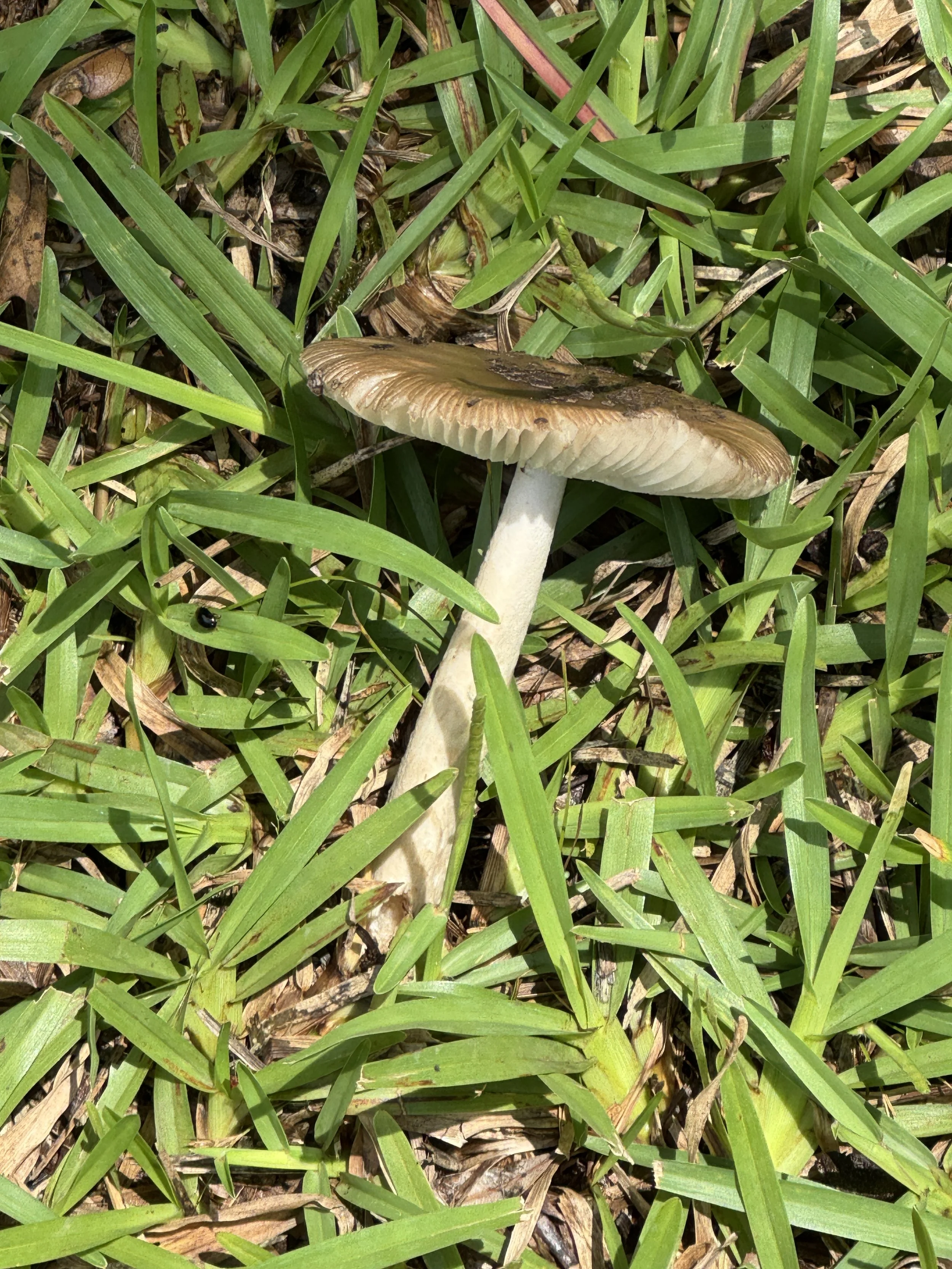 Mushroom 1