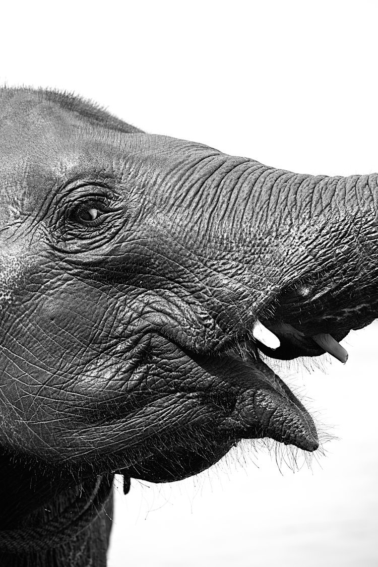 Elephant+in+Kodanand.jpg