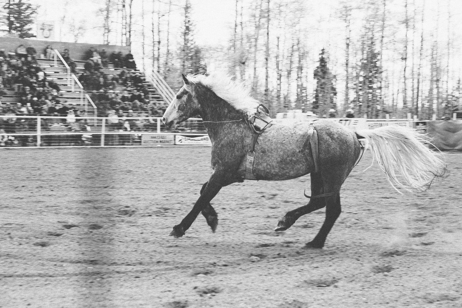 Big+Horn+Rodeo-6.jpg