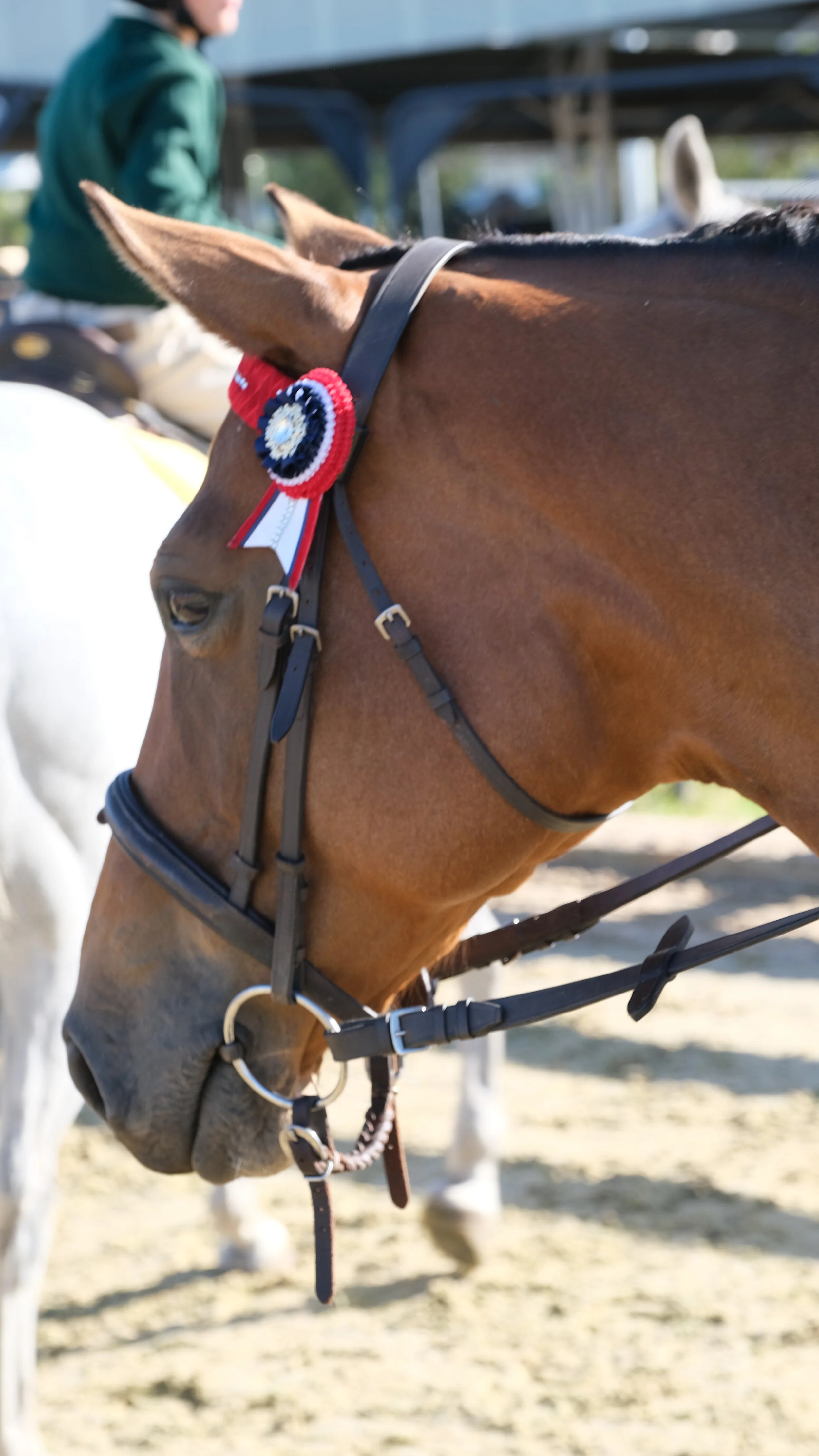 Stabling and ‘Slow Work’ Increases the Risk of Bone Injury in Racehorses