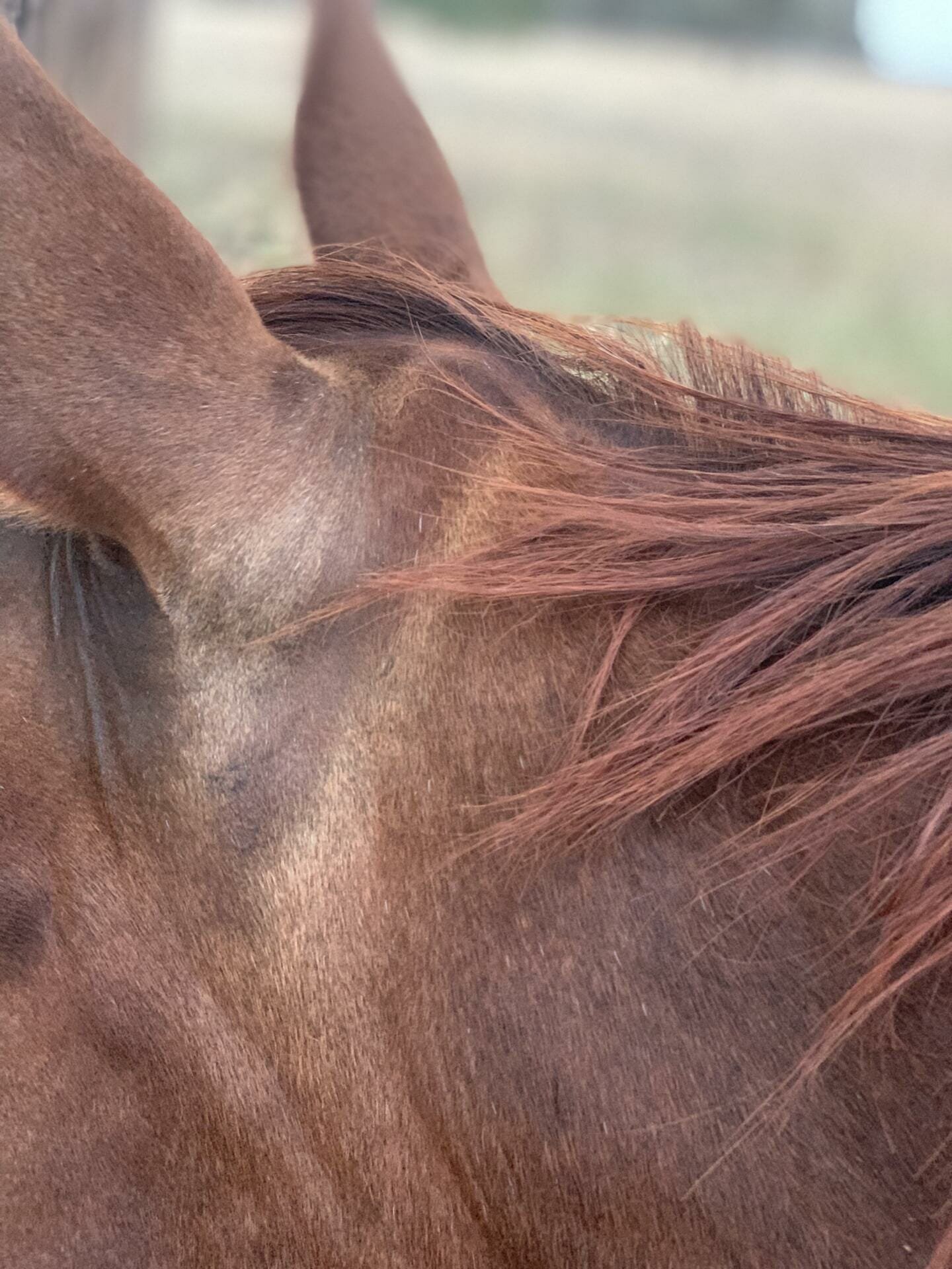 Sunbleaching or Sweat?