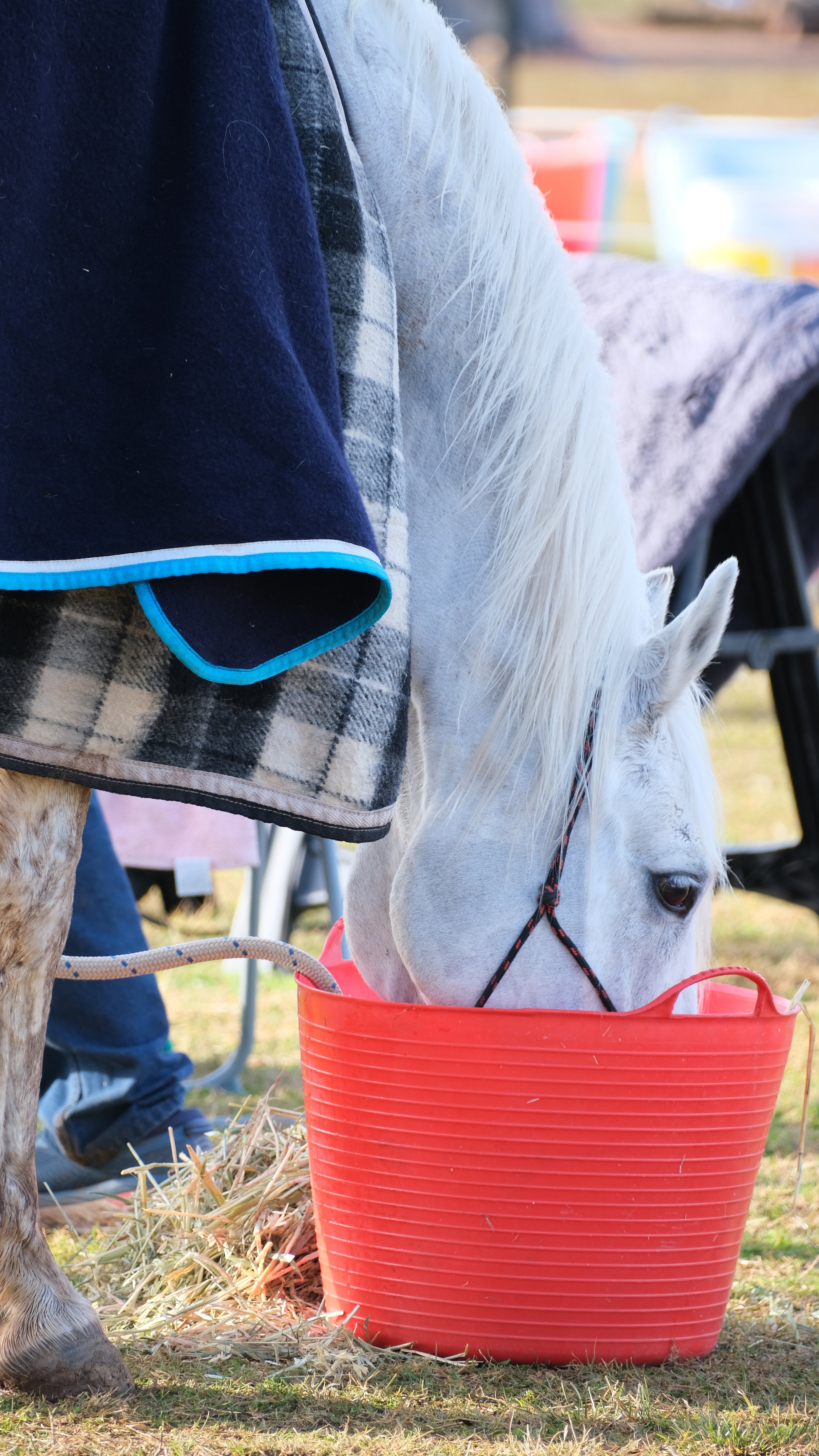 How to use salty water to keep your performance horse hydrated