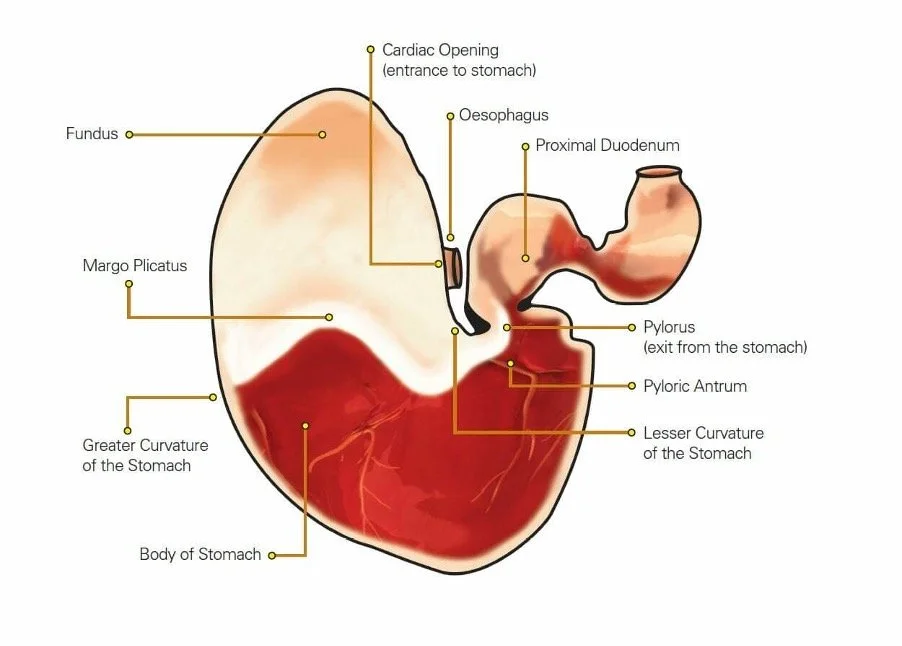 Preventing Gastric Ulcers in Horses