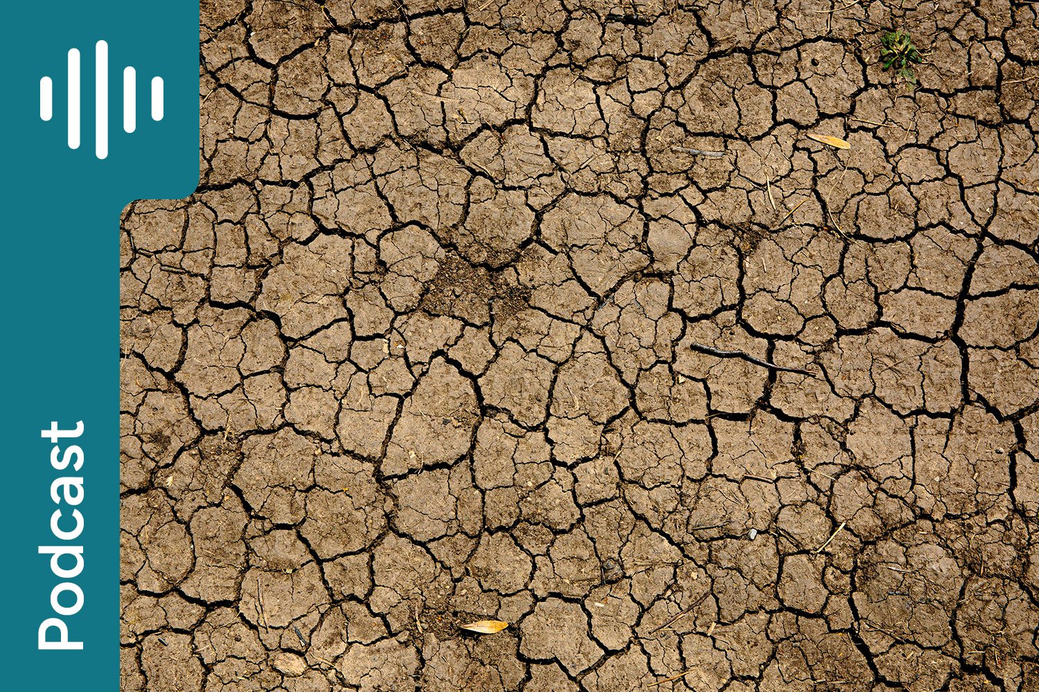 Drought feeding (part 1)