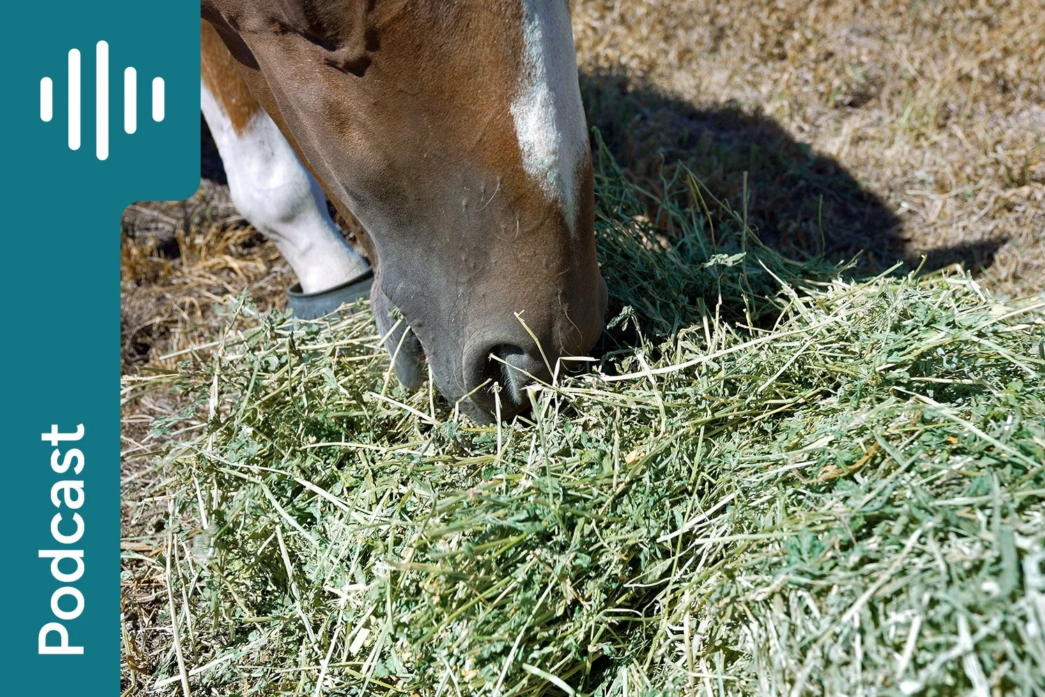 Feed lucerne hay before you ride