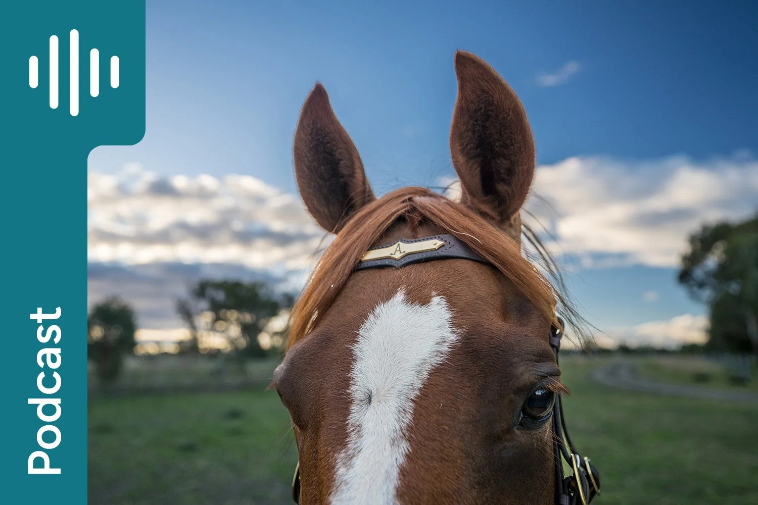 Feed your horse like a horse