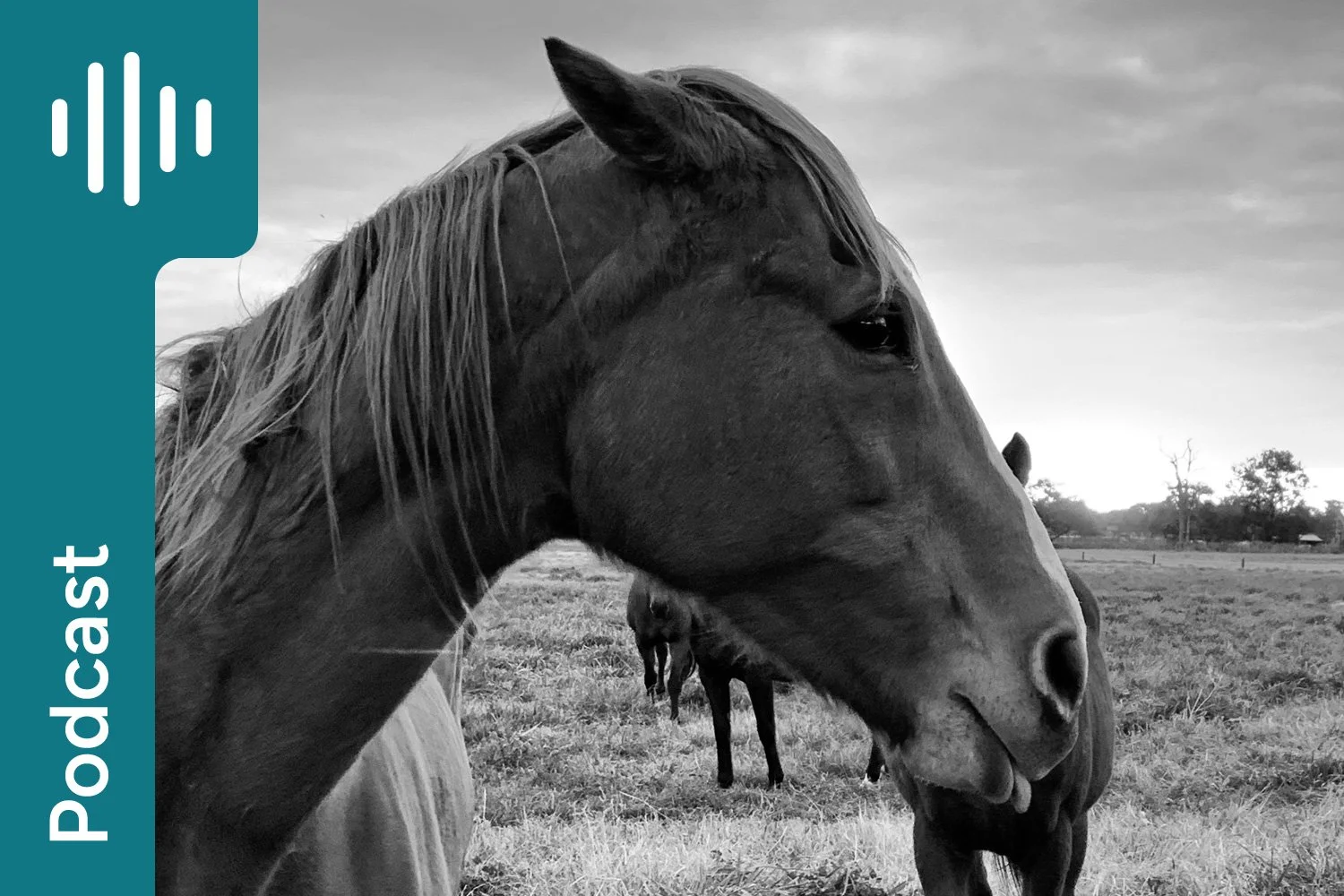 Feeding ‘Marey Mares’: What to Feed and Avoid for Behaviourally Challenging Mares