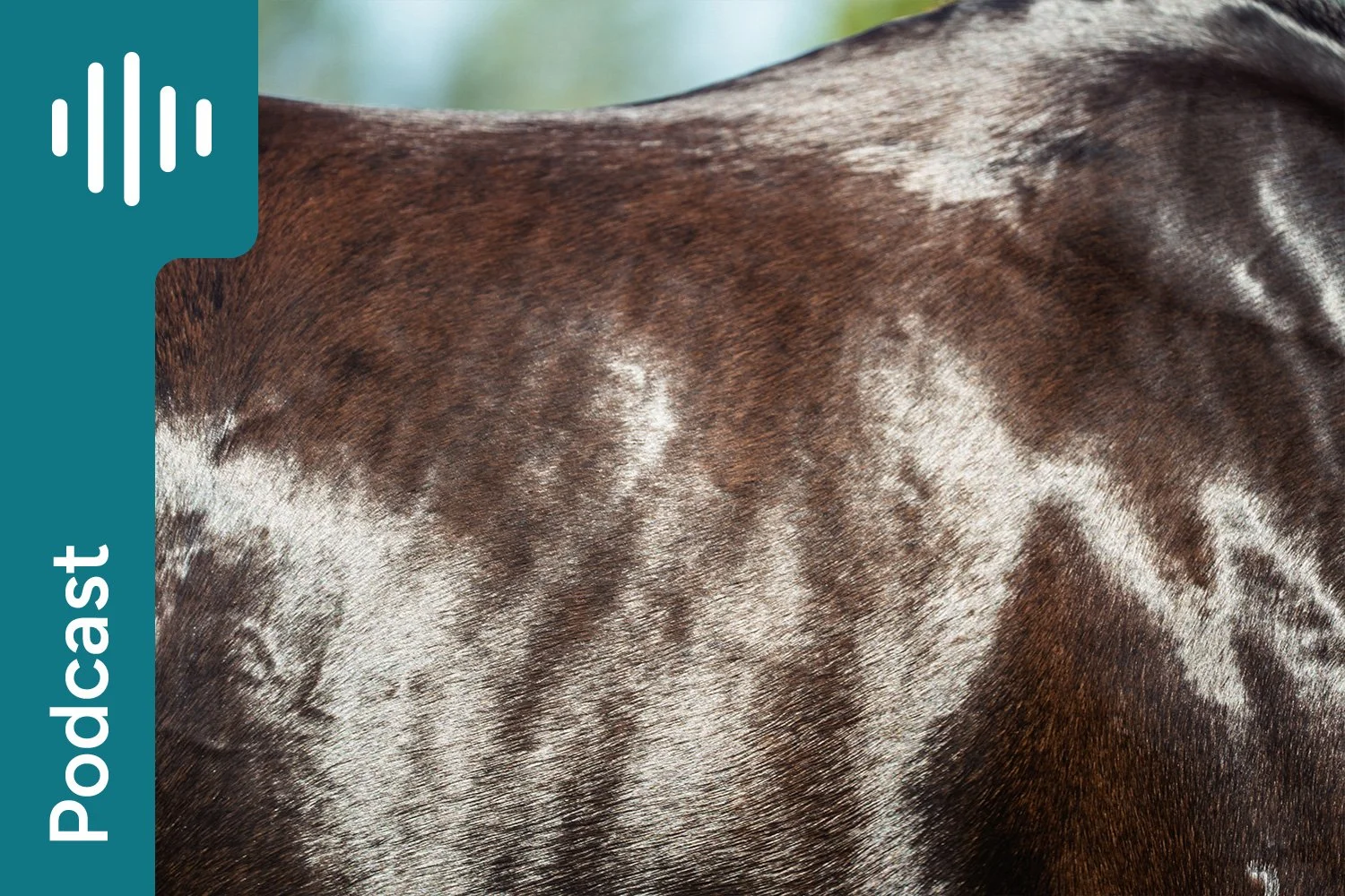 Feeding your horse for an amazing coat