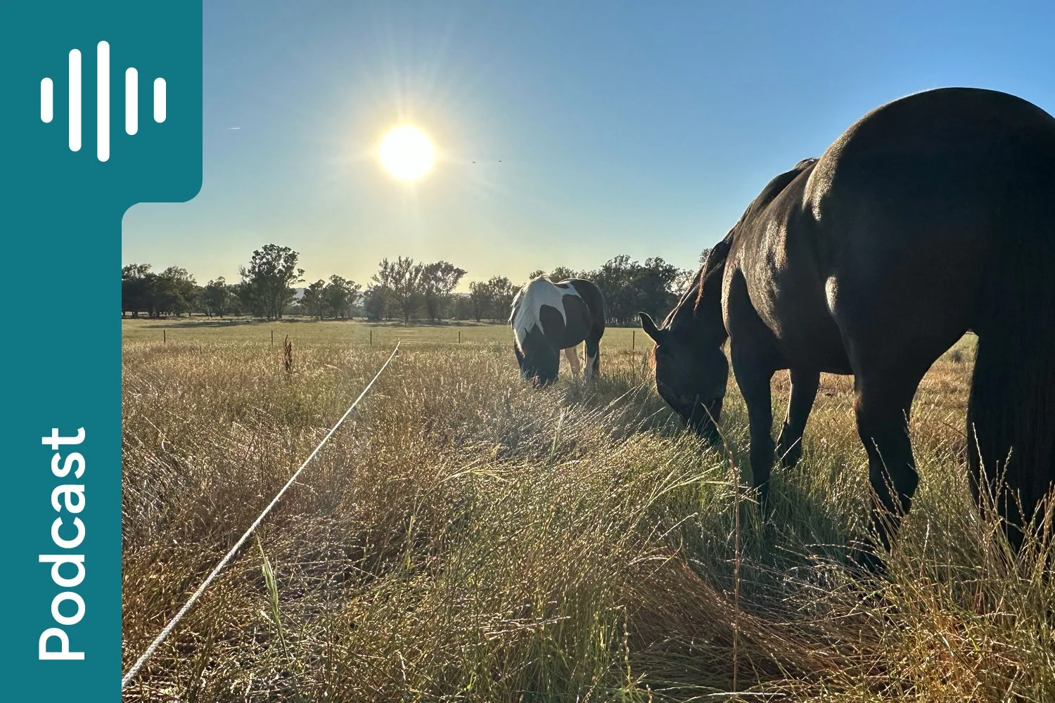 Strip Grazing for Horses: How to Reduce Pasture Intake Safely and Support Weight Control